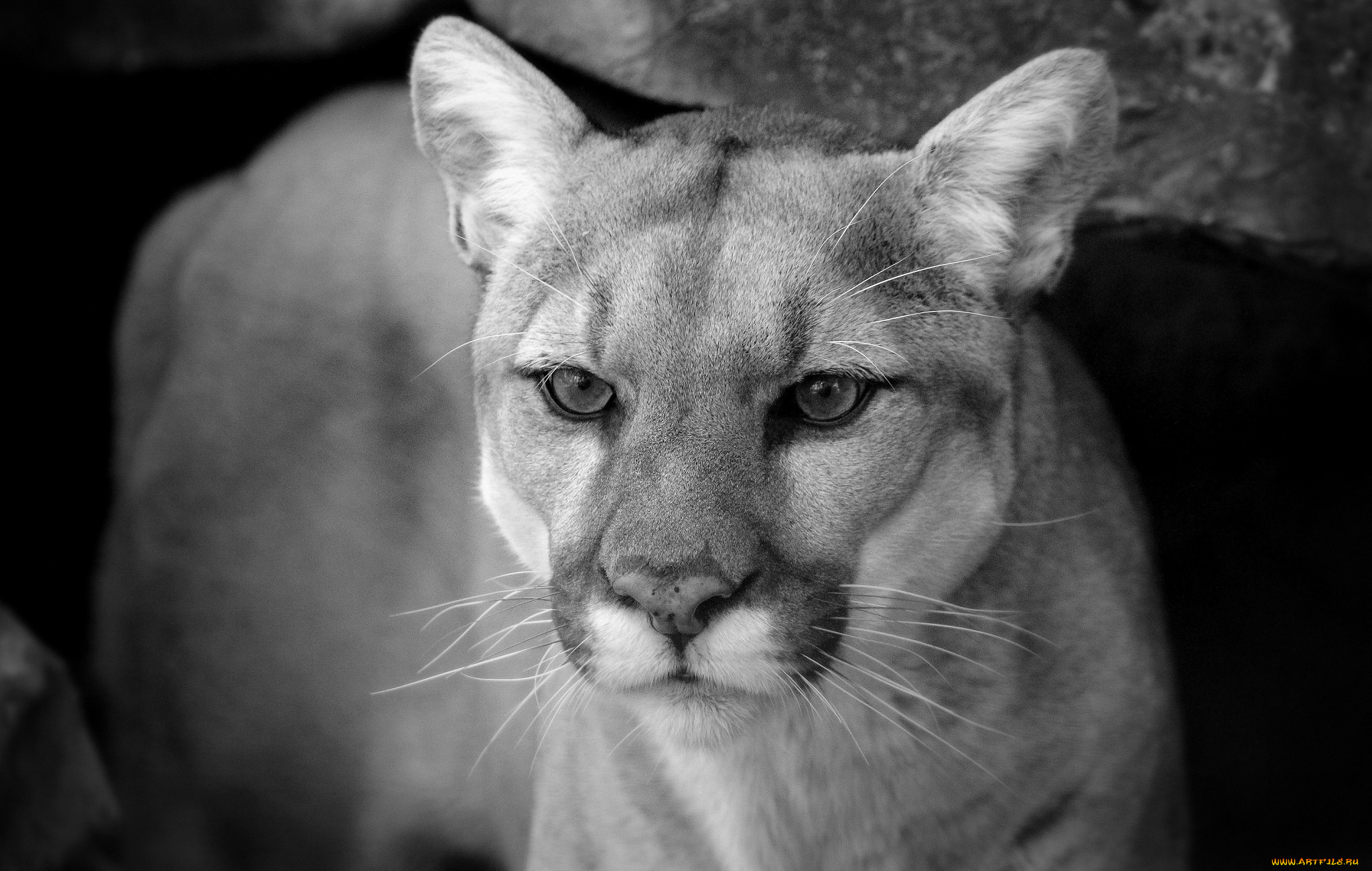 животные, пумы, кугуар, черно-белое
