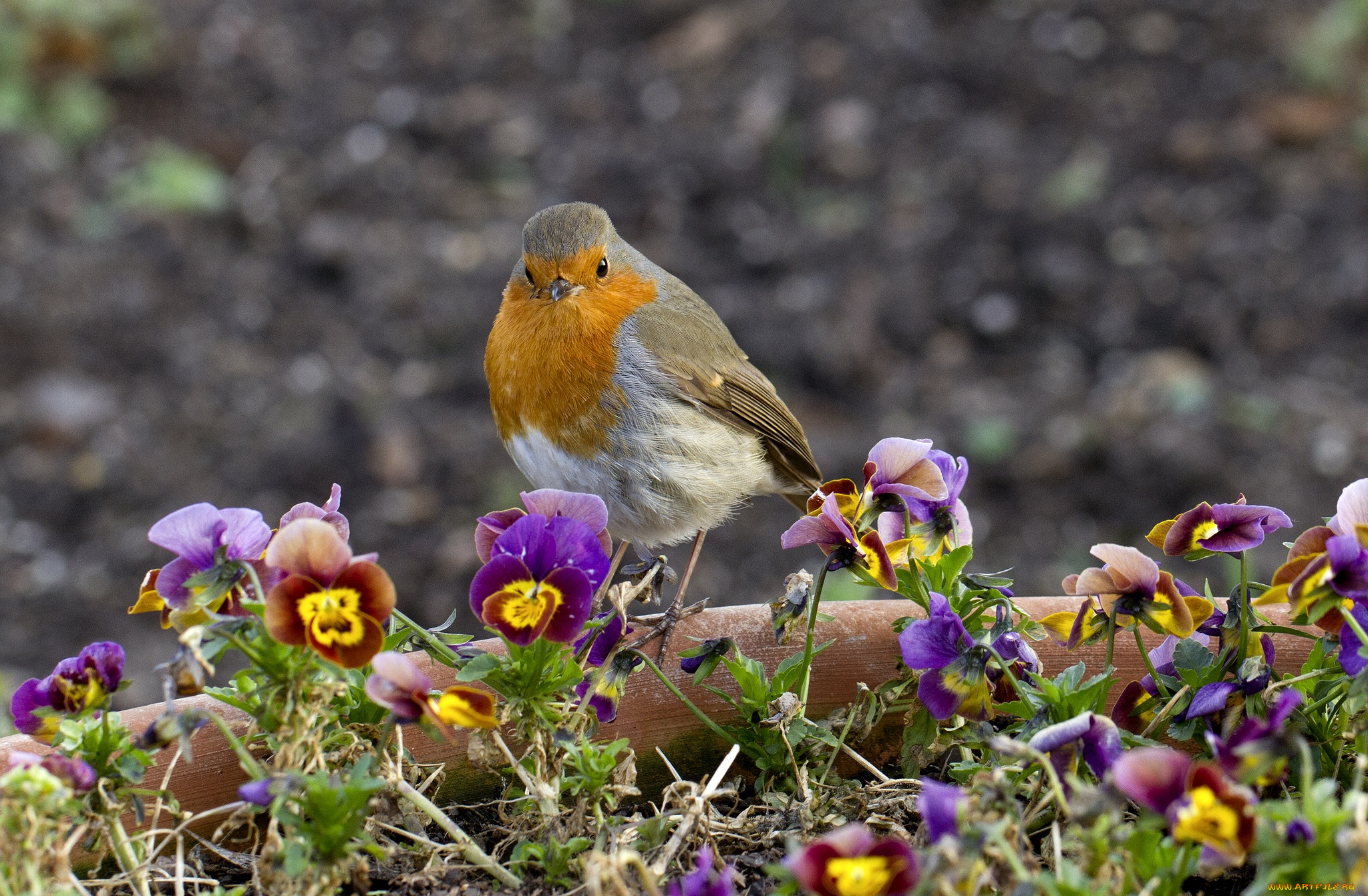 животные, зарянки, малиновки, птичка, виола