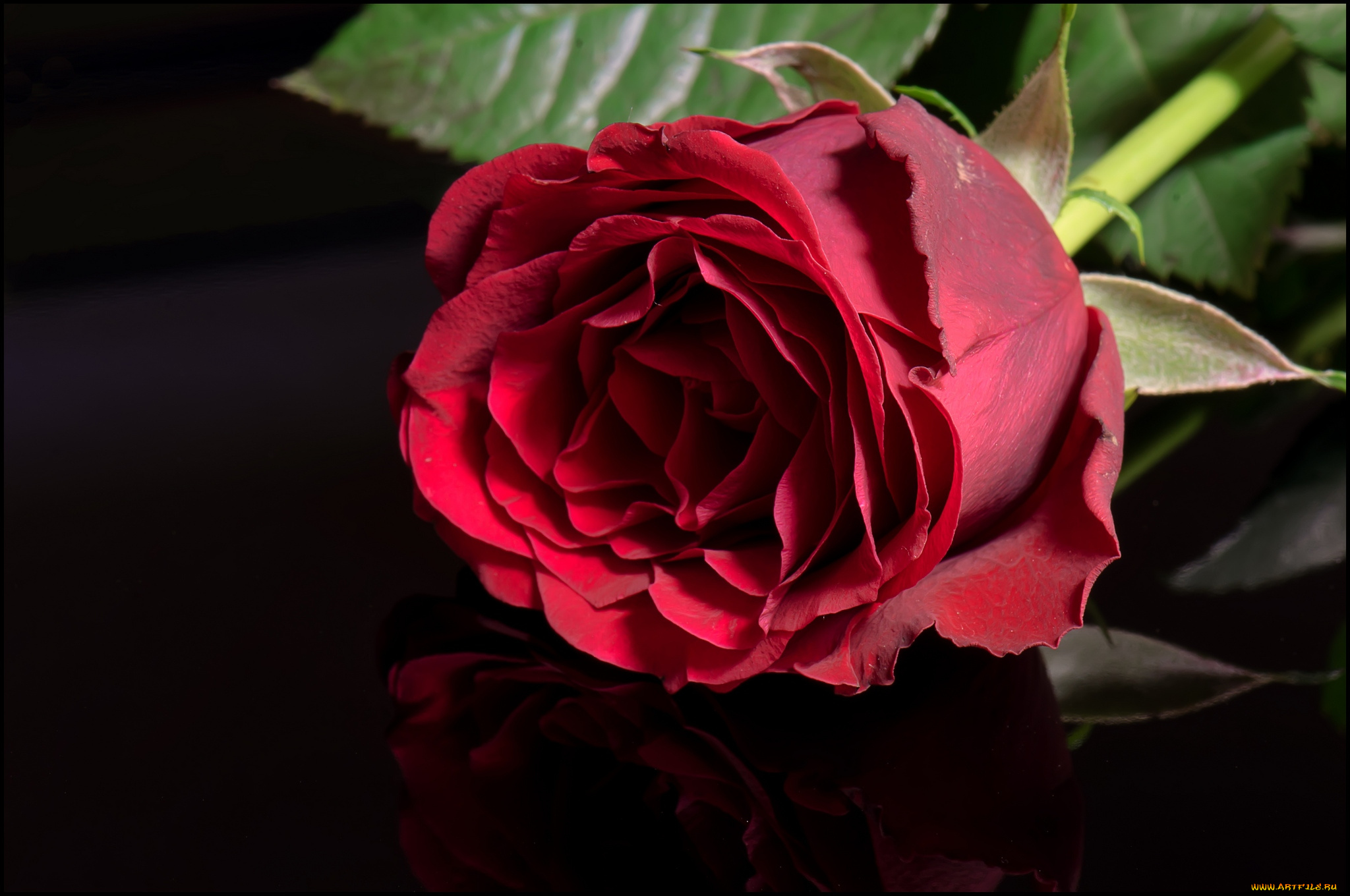 цветы, розы, красный