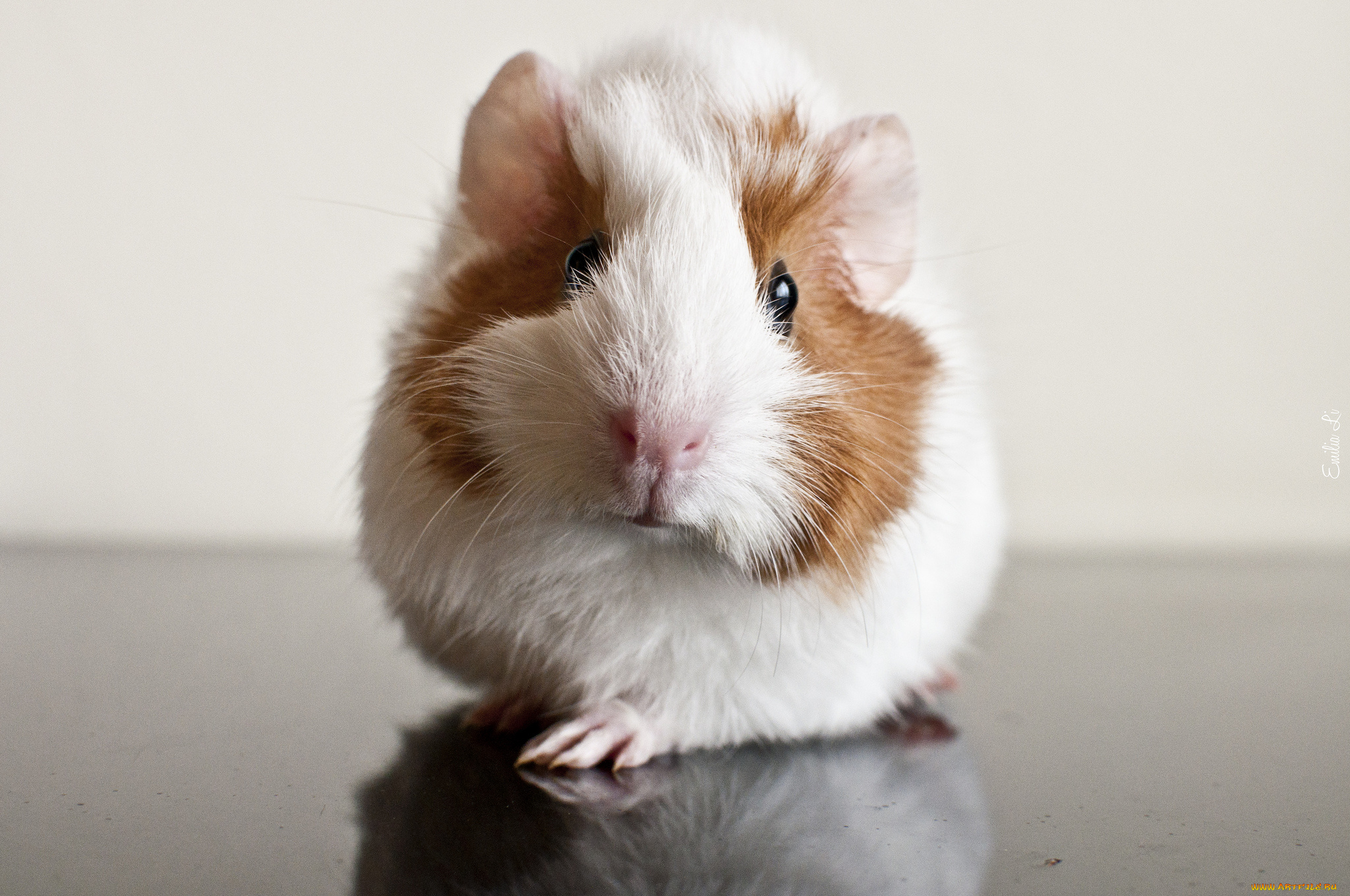 животные, морские, свинки, хомяки, морская, свинка