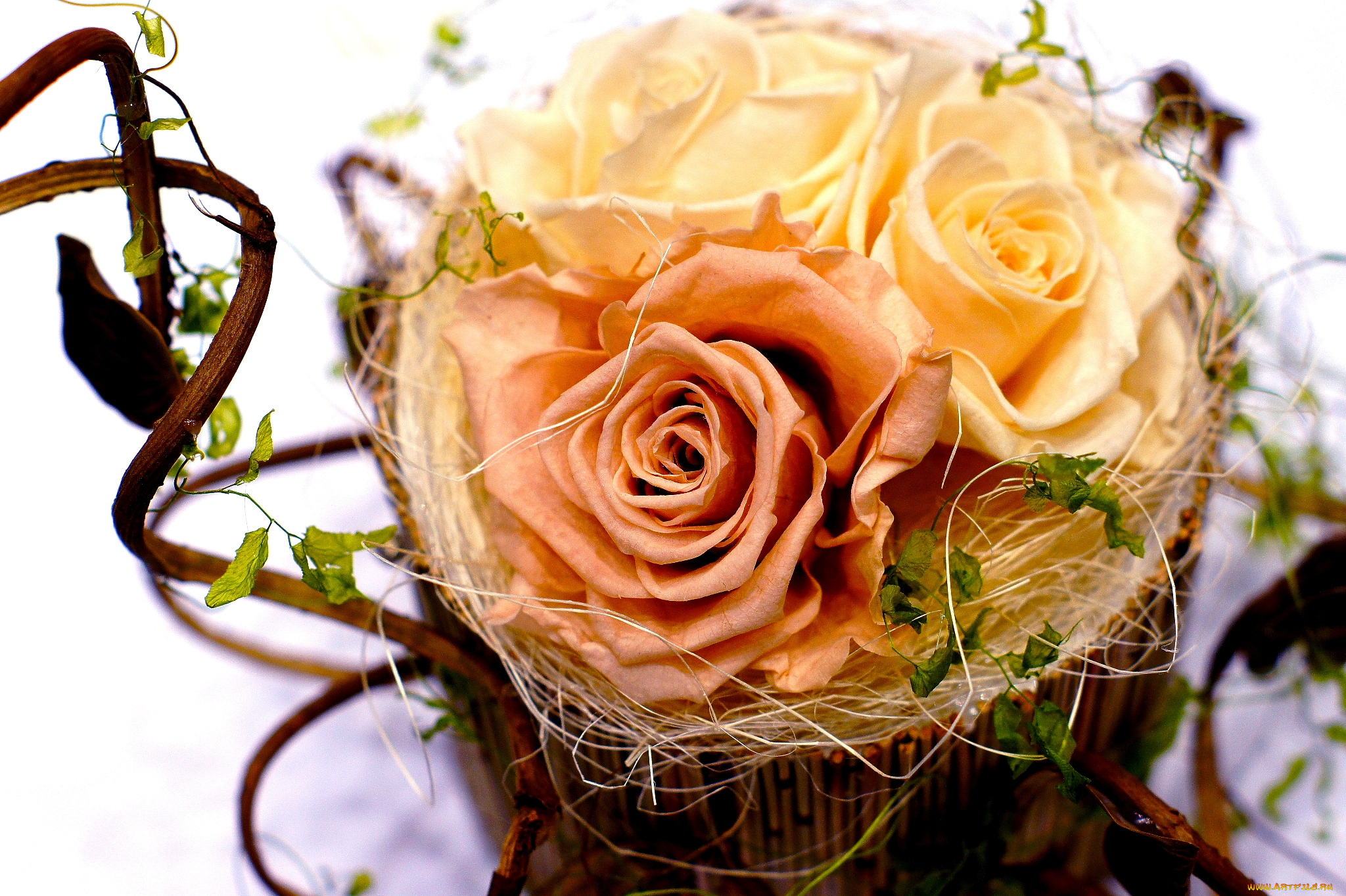 цветы, розы, трио