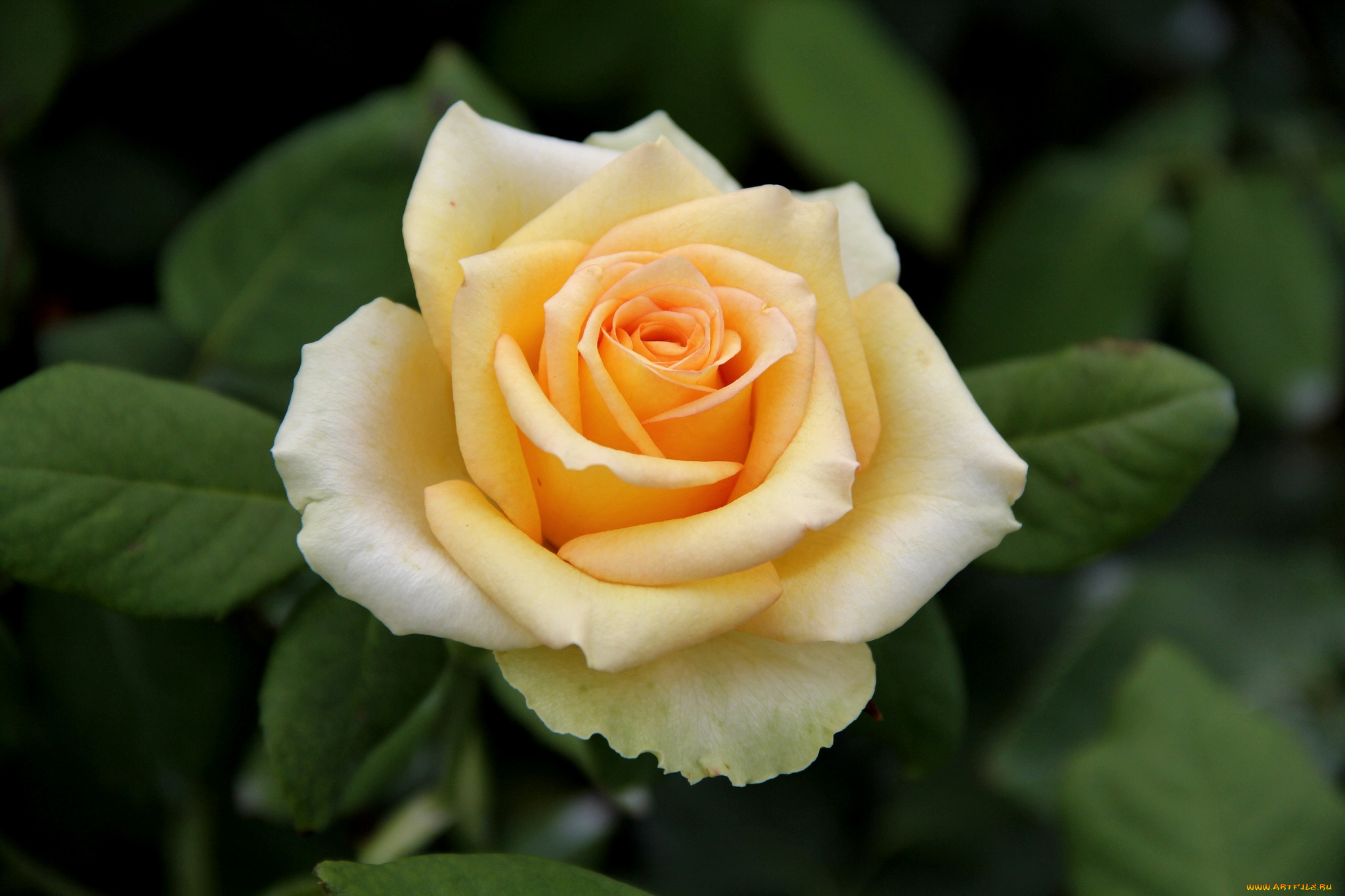 цветы, розы, желтый