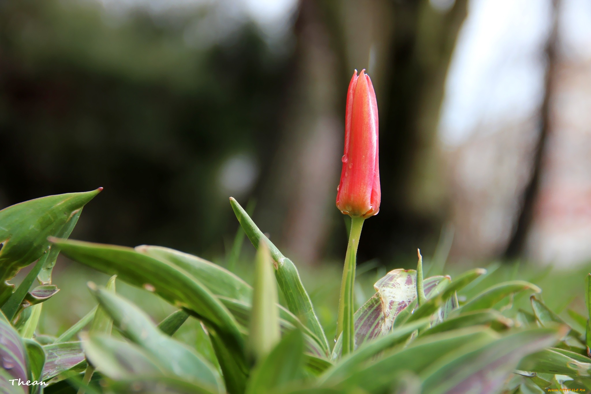 цветы, тюльпаны, бутон