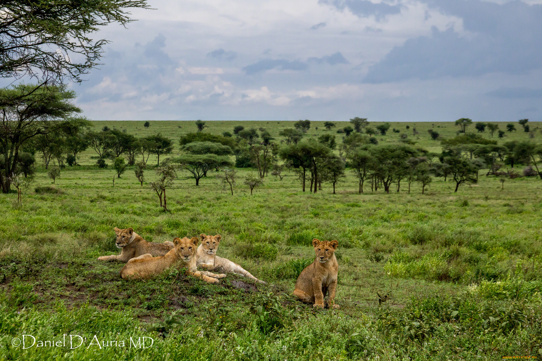 животные, львы, львицы