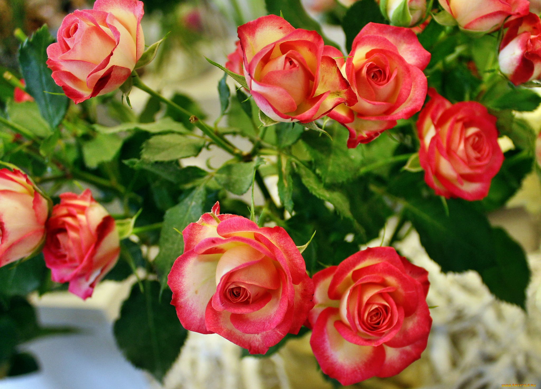 цветы, розы, розочки