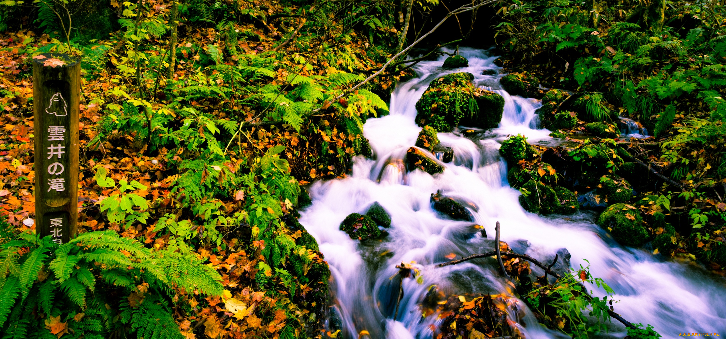 природа, реки, озера, китай, река, листья, папоротник