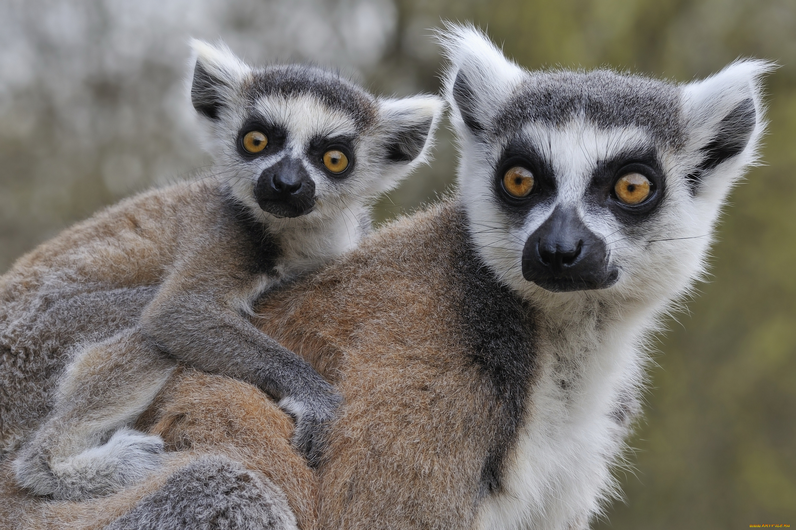 животные, лемуры, детёныш, катта, кошачий, лемур
