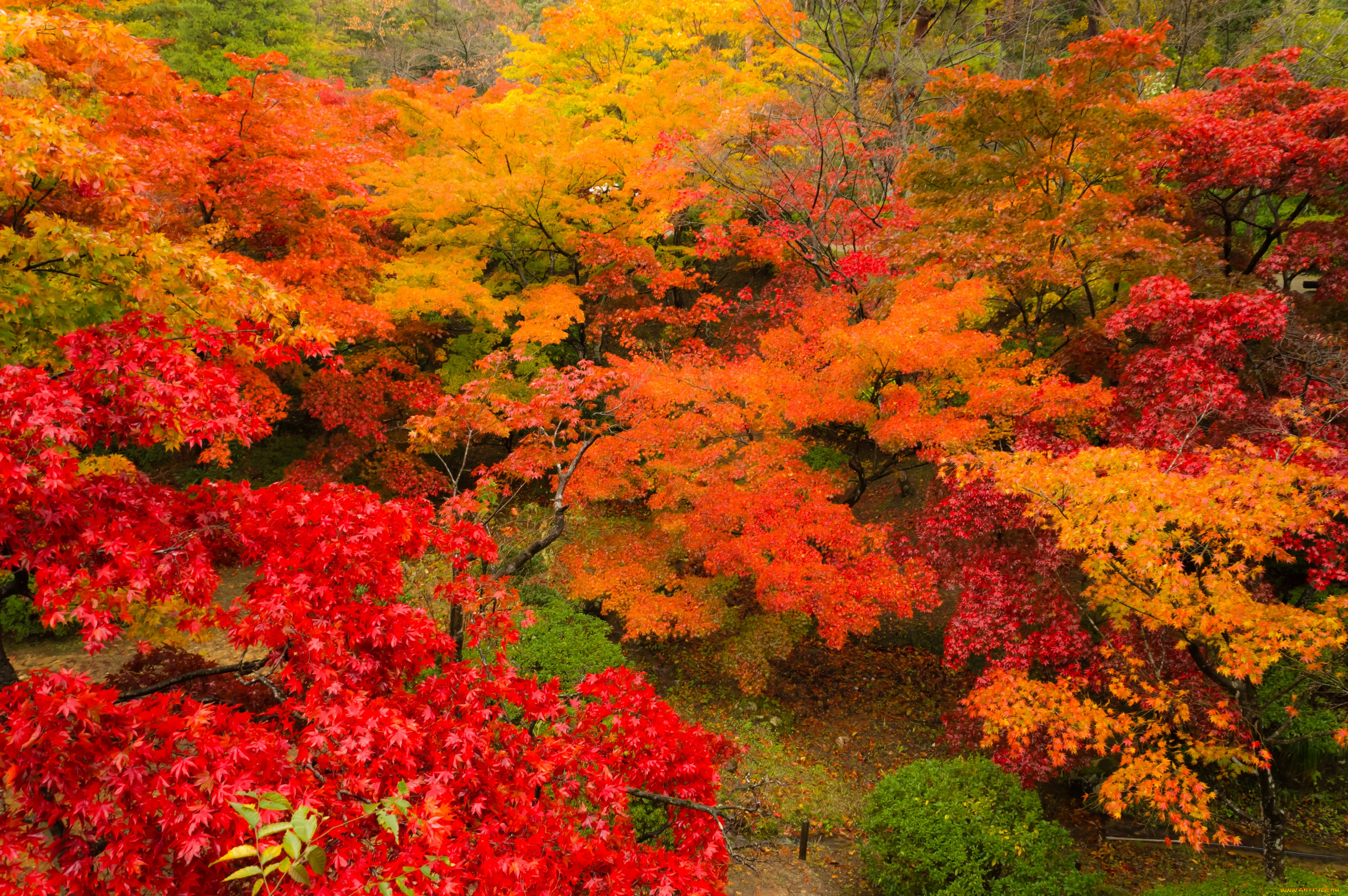 природа, лес, листва, китай