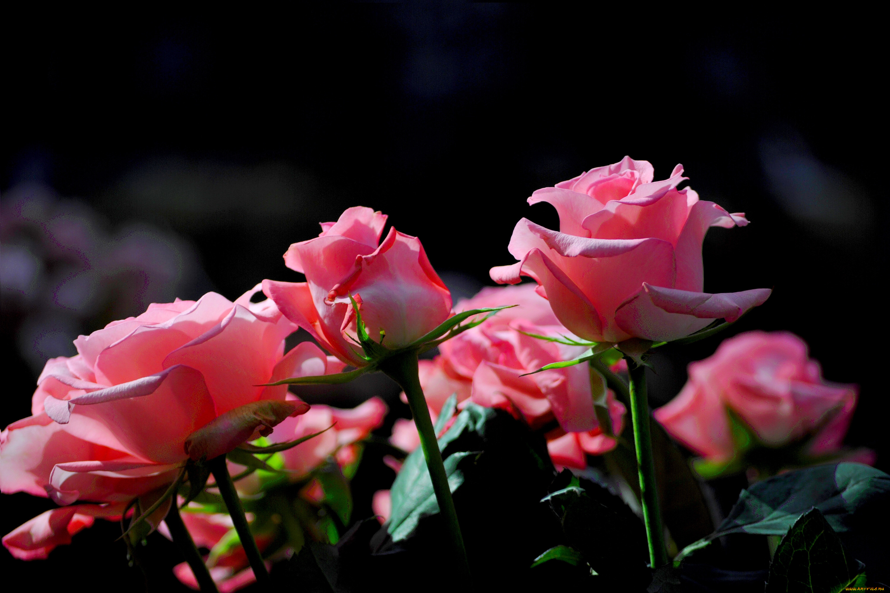 цветы, розы, розовый
