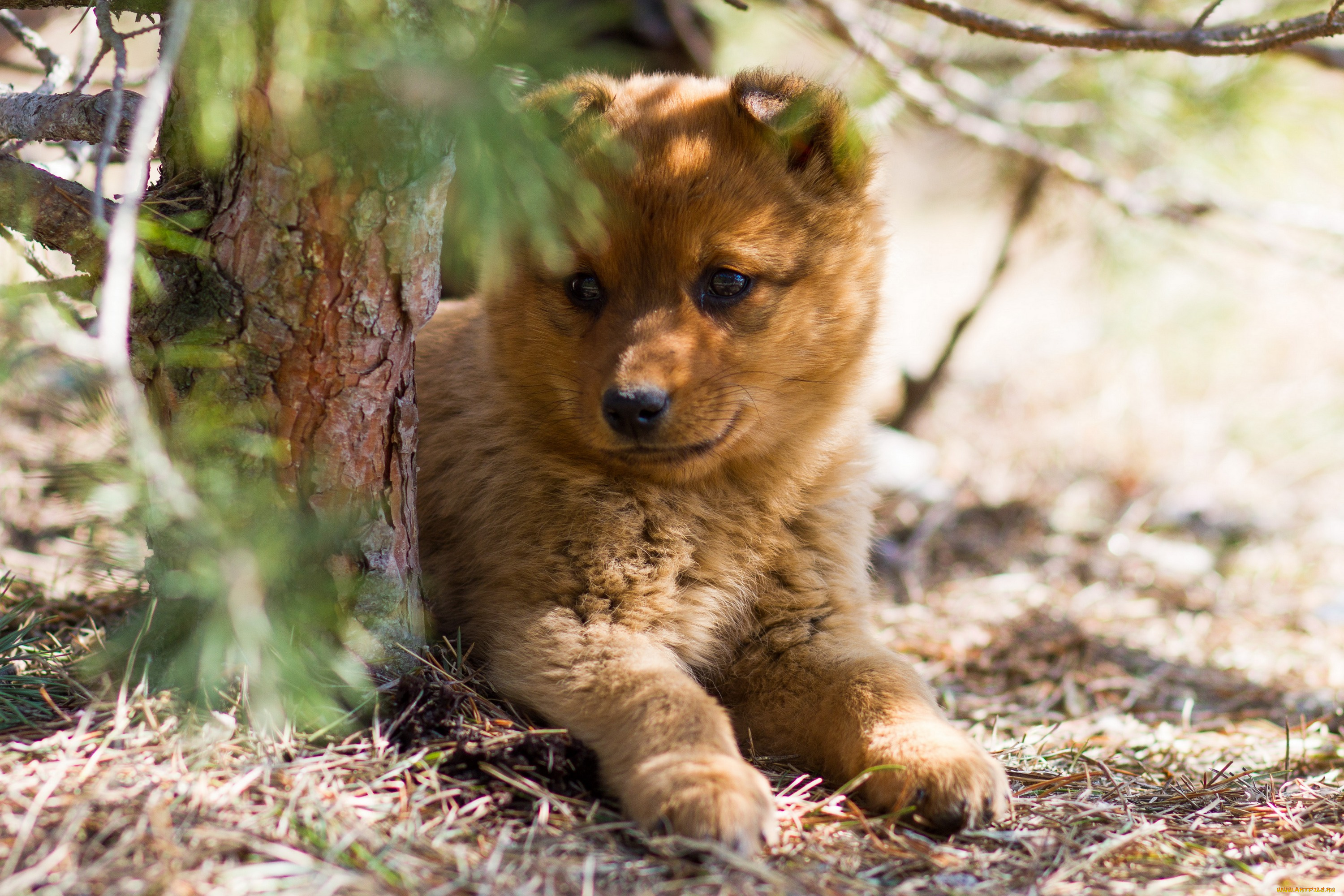 животные, собаки, щенок