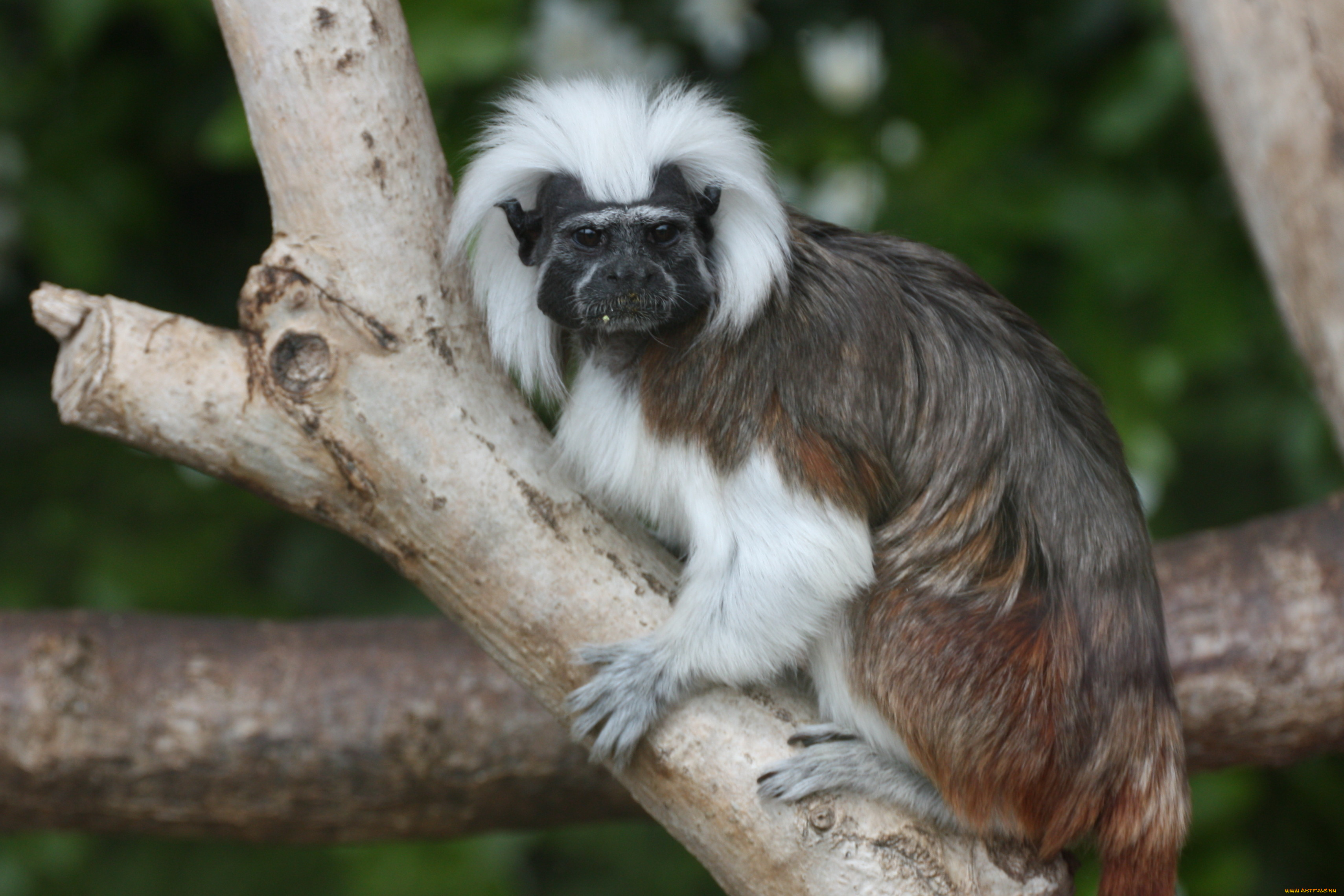 tamarin, животные, обезьяны