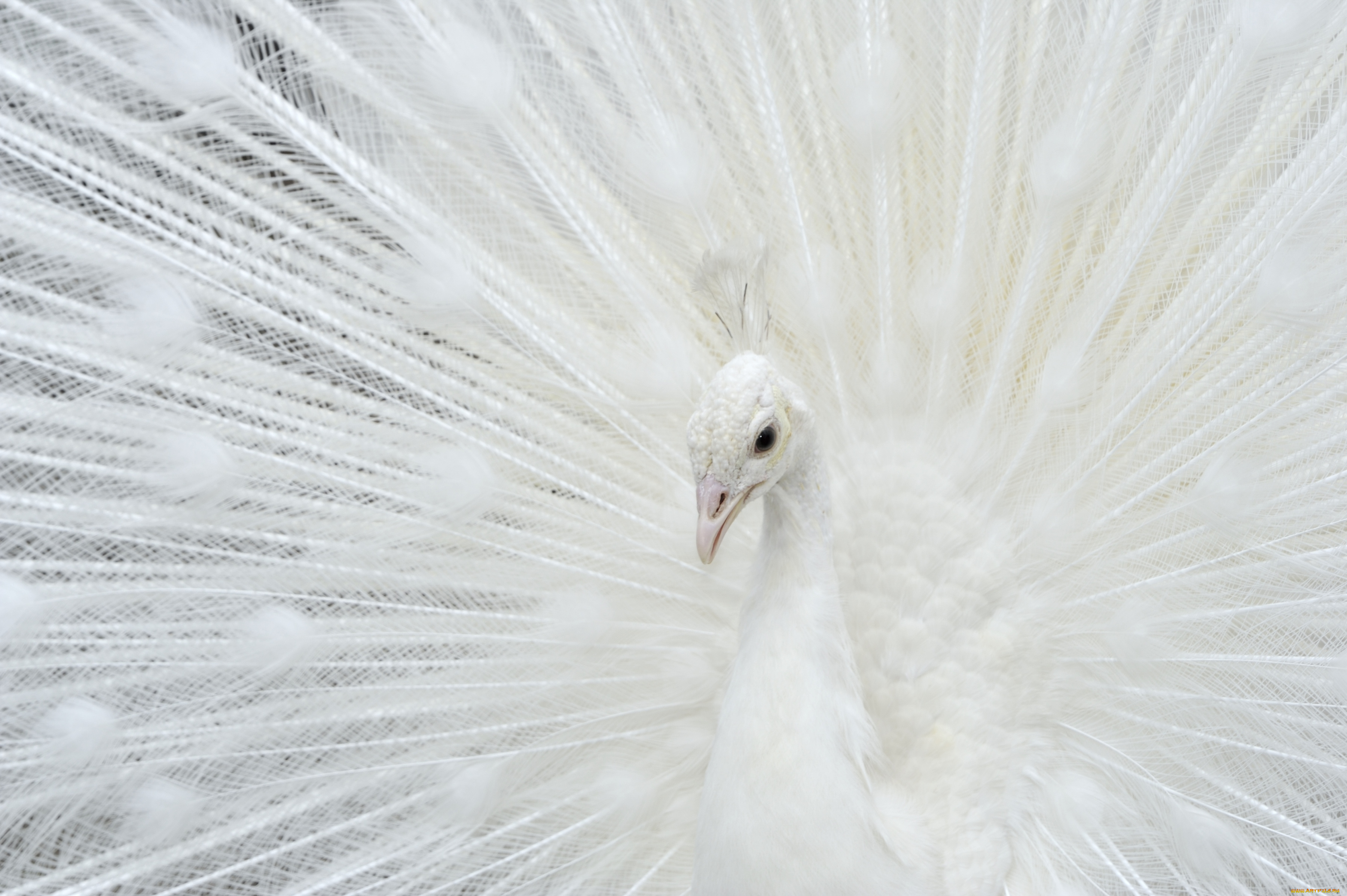 животные, павлины, перья, белый