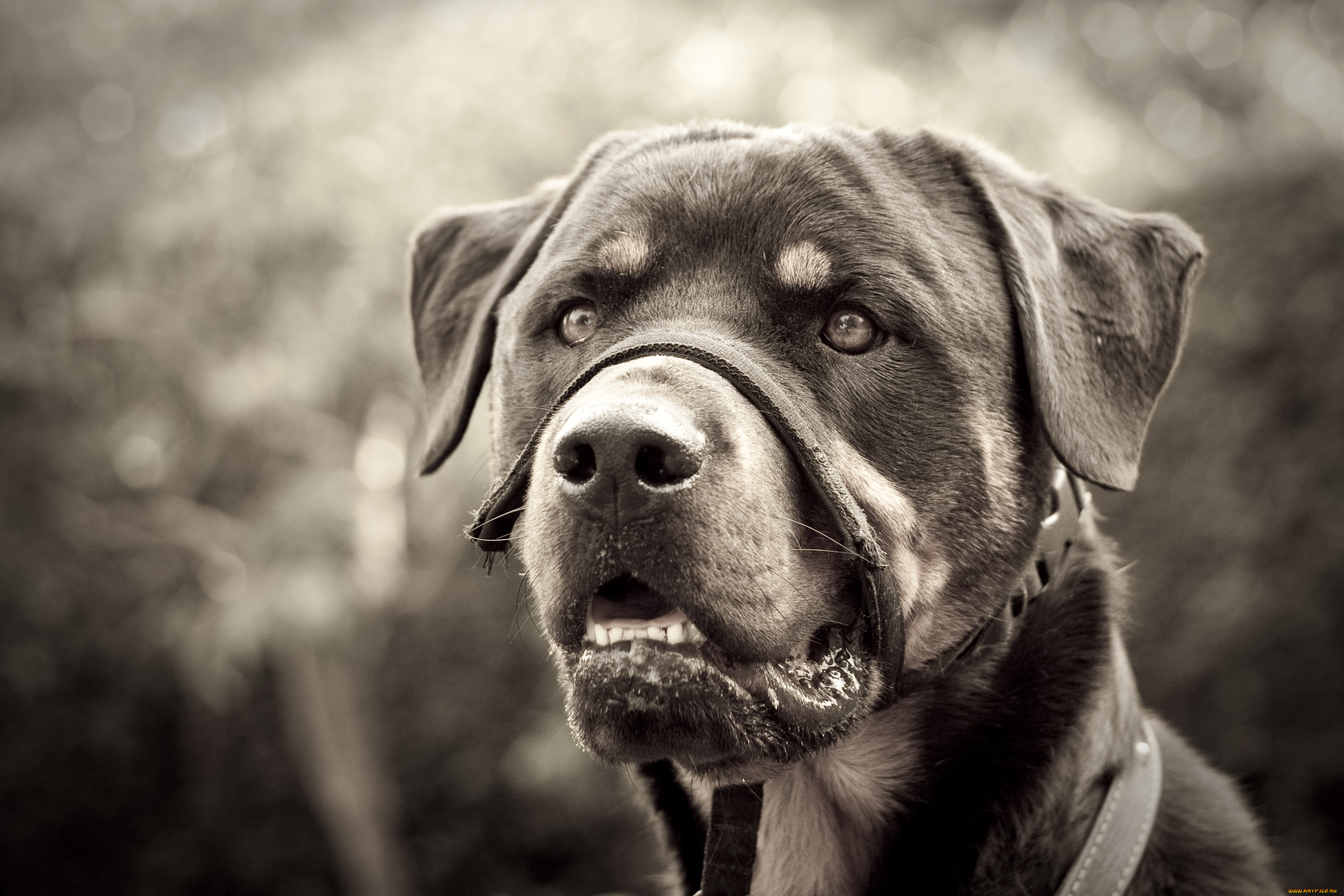 животные, собаки, ротвейлер