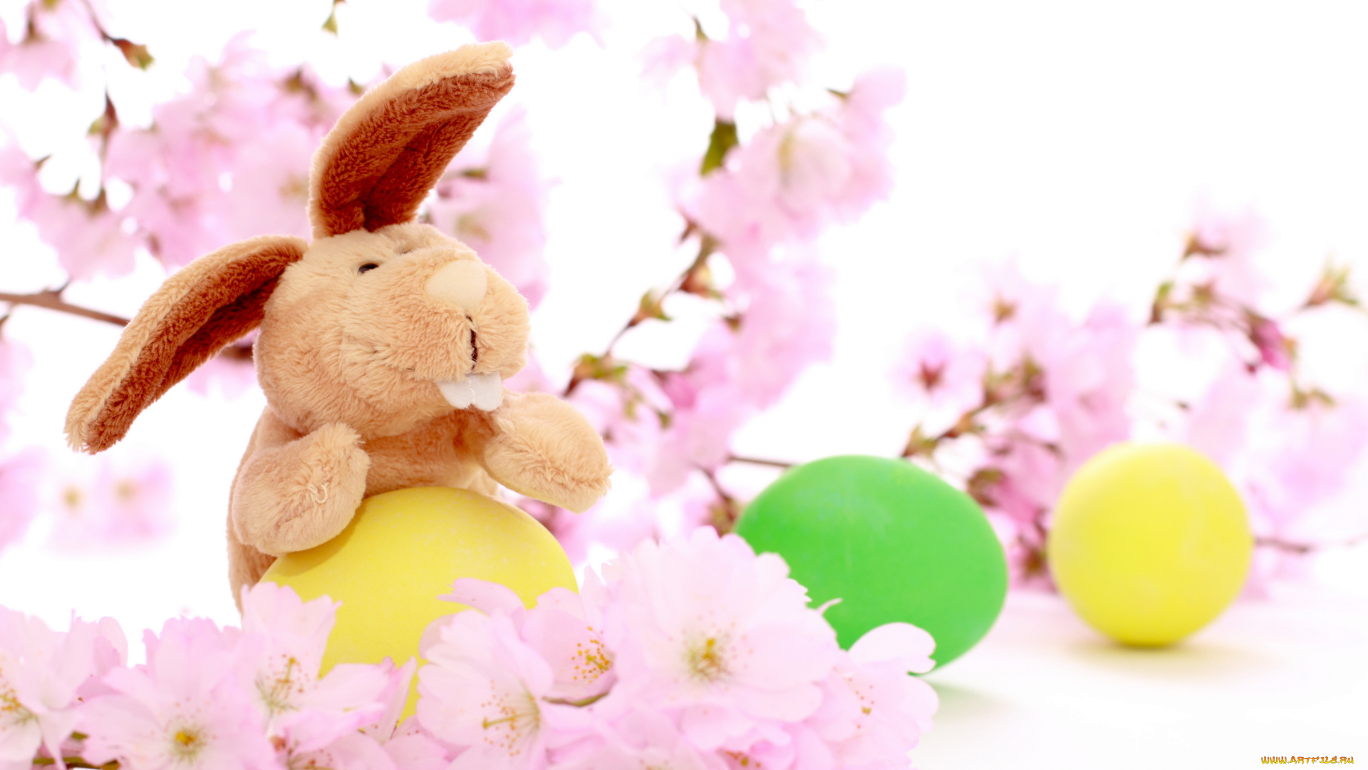 праздничные, пасха, цветение, цветы, вишневая, веточка, праздник, яички