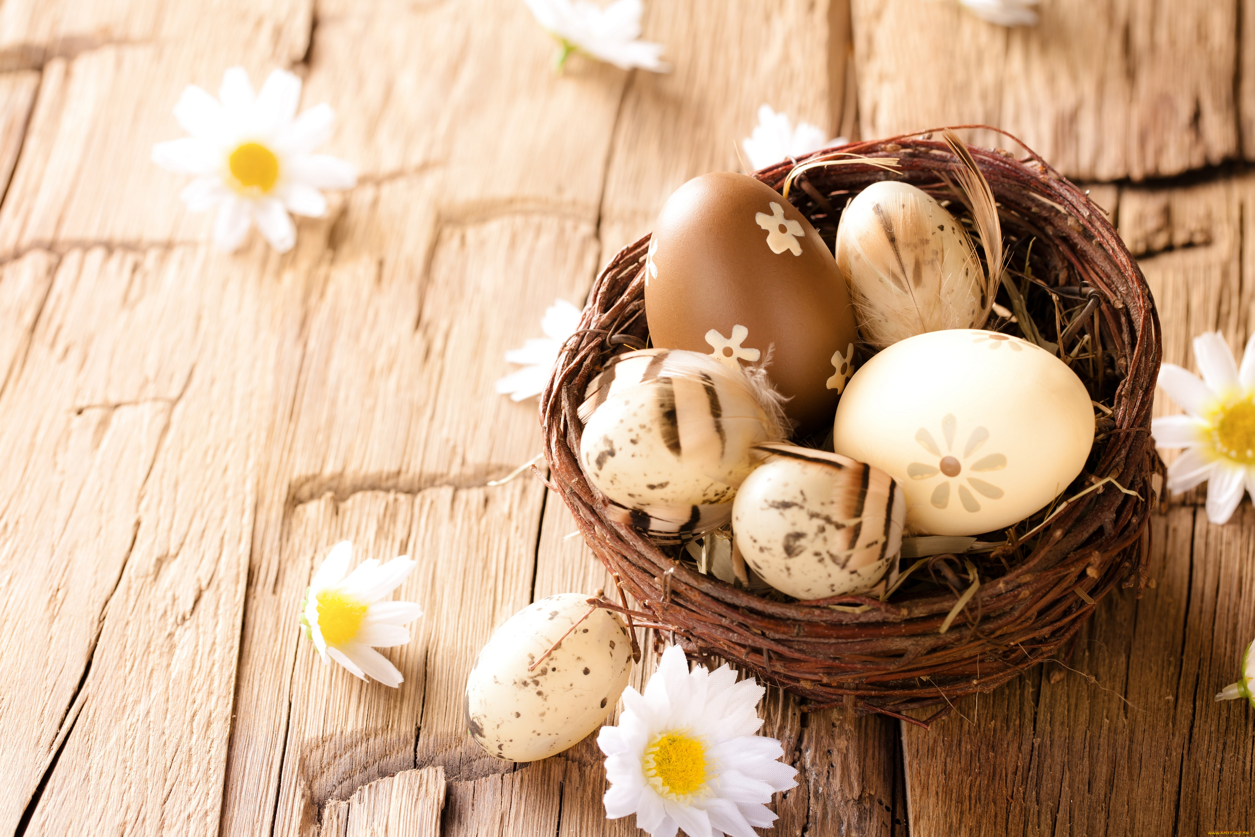 праздничные, пасха, wood, eggs, easter, camomile, flowers, ромашки, яйца
