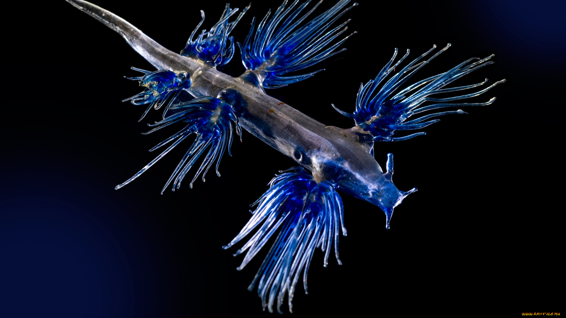 blue, angel, животные, морская, фауна, blue, angel, море, фауна, голожаберные, брюхоногий, моллюск, океан