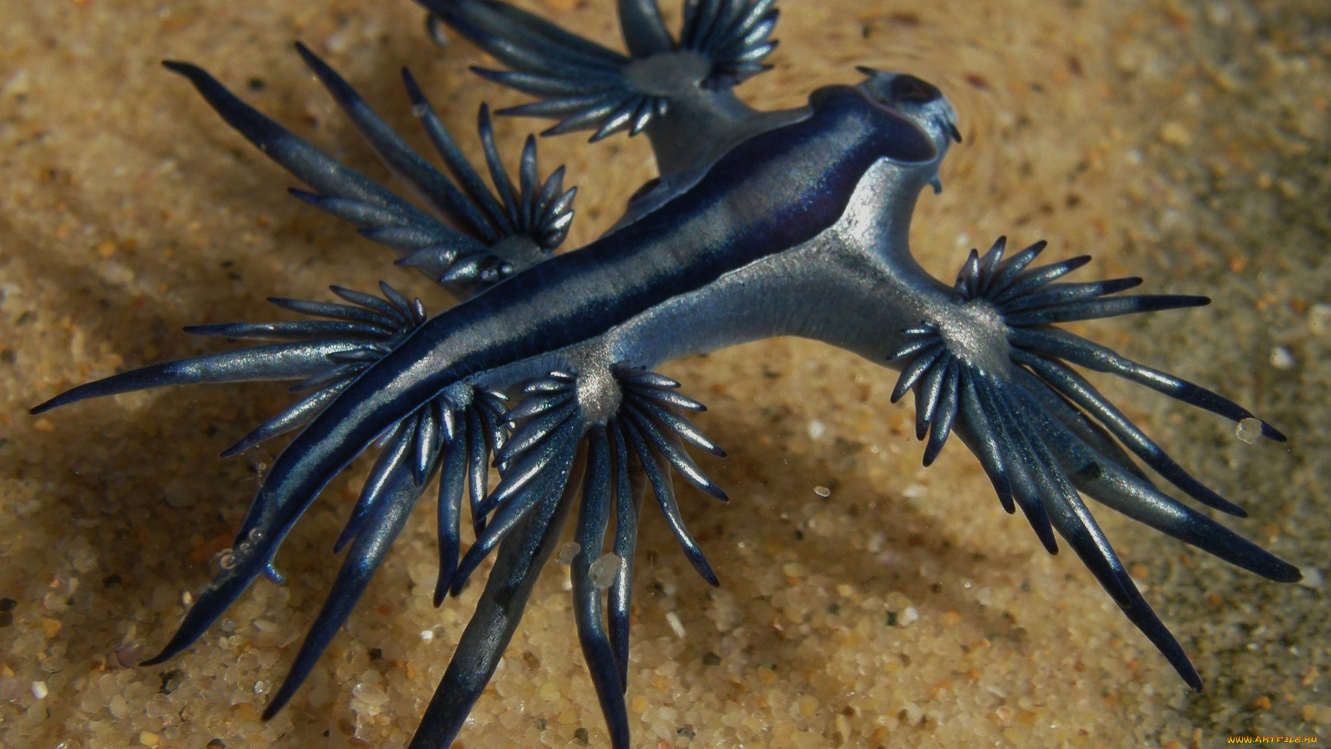 blue, angel, животные, морская, фауна, океан, море, фауна, голожаберные, брюхоногий, моллюск, blue, angel