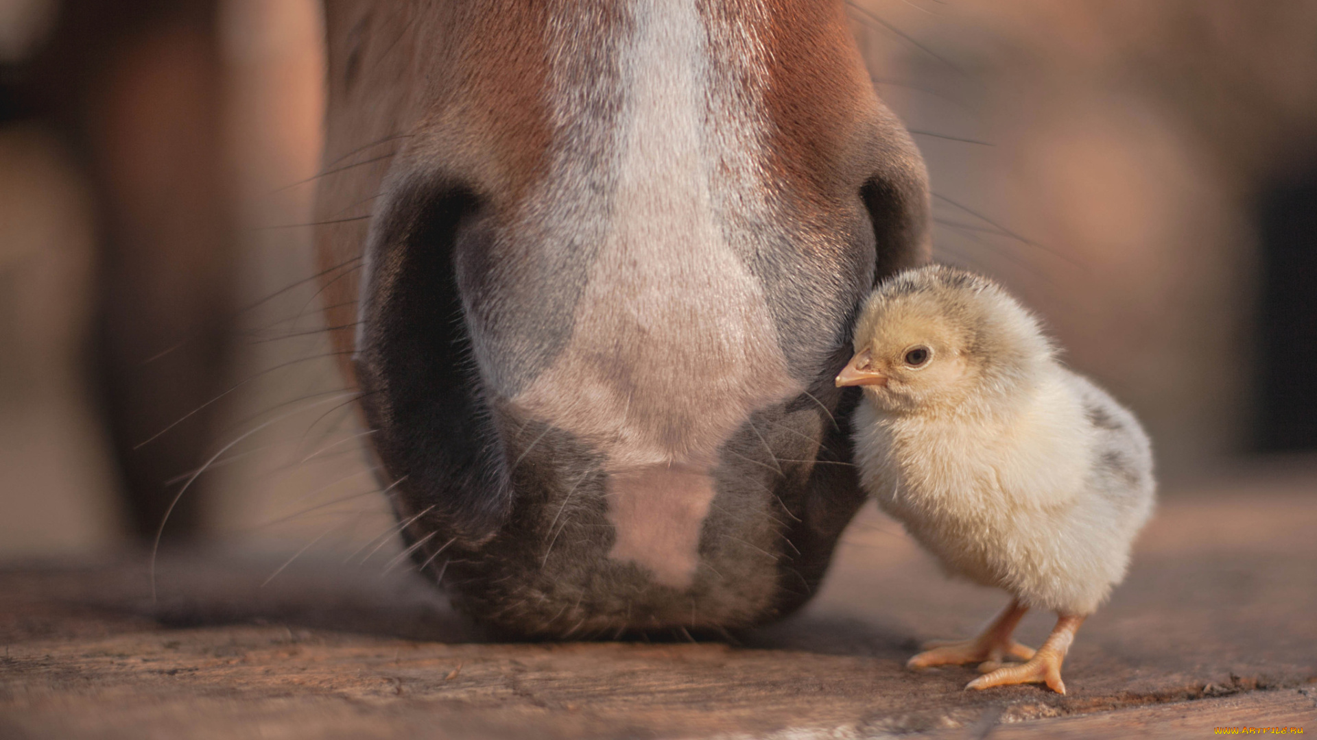 циплёнок, и, лошадь, животные, разные, вместе, разные, вместе
