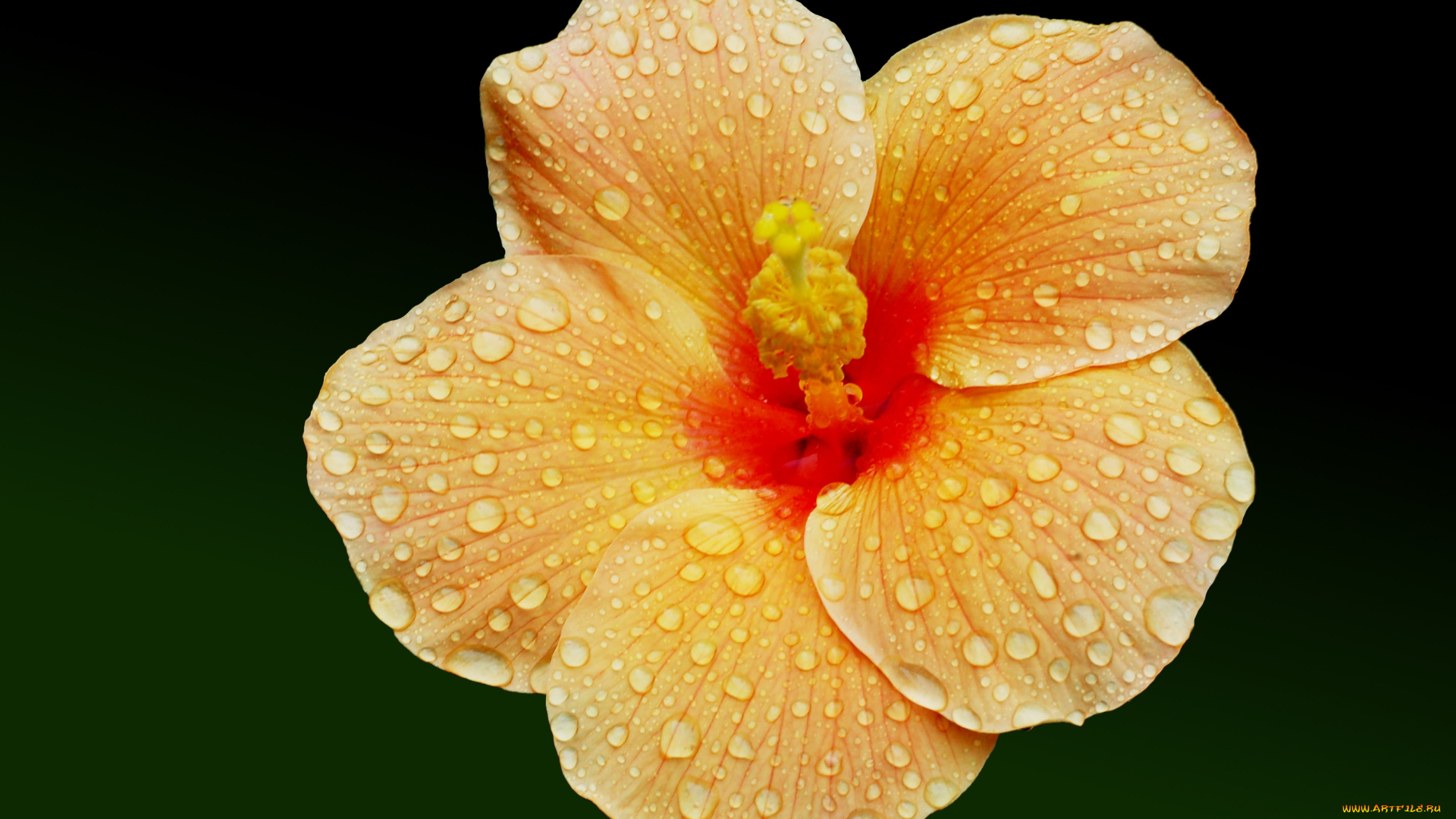 цветы, гибискусы, бутон, капли