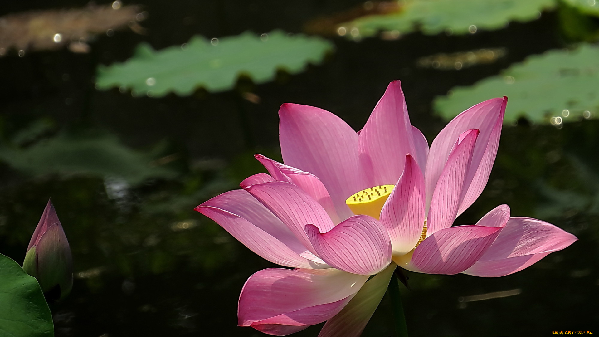 цветы, лотосы, бутон, фон, лепестки