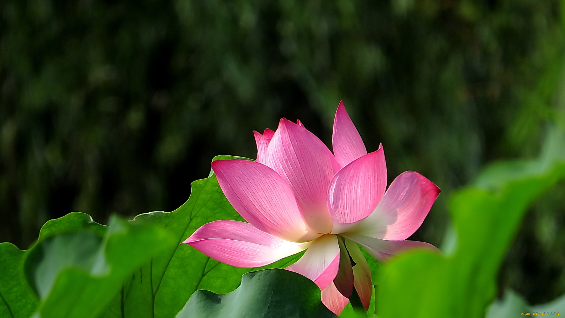 цветы, лотосы, лепестки, бутон, фон