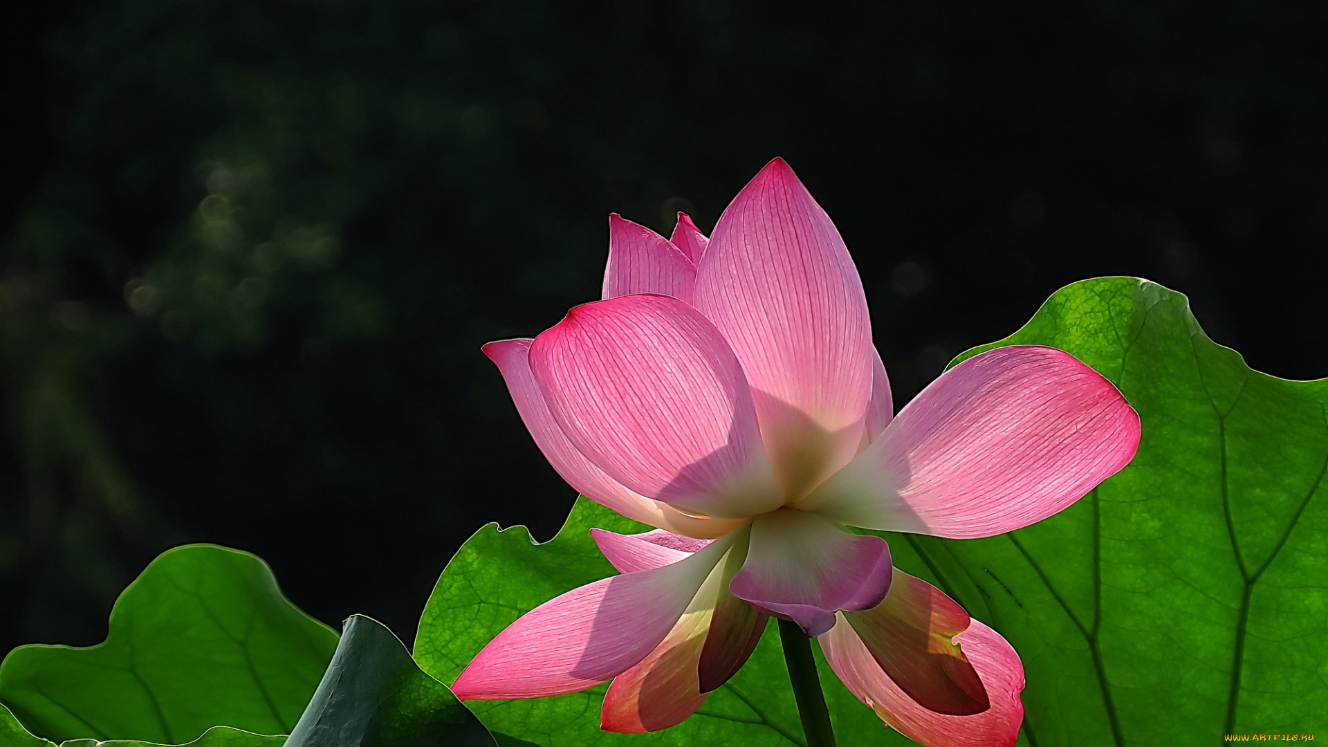 цветы, лотосы, лепестки, фон, бутон