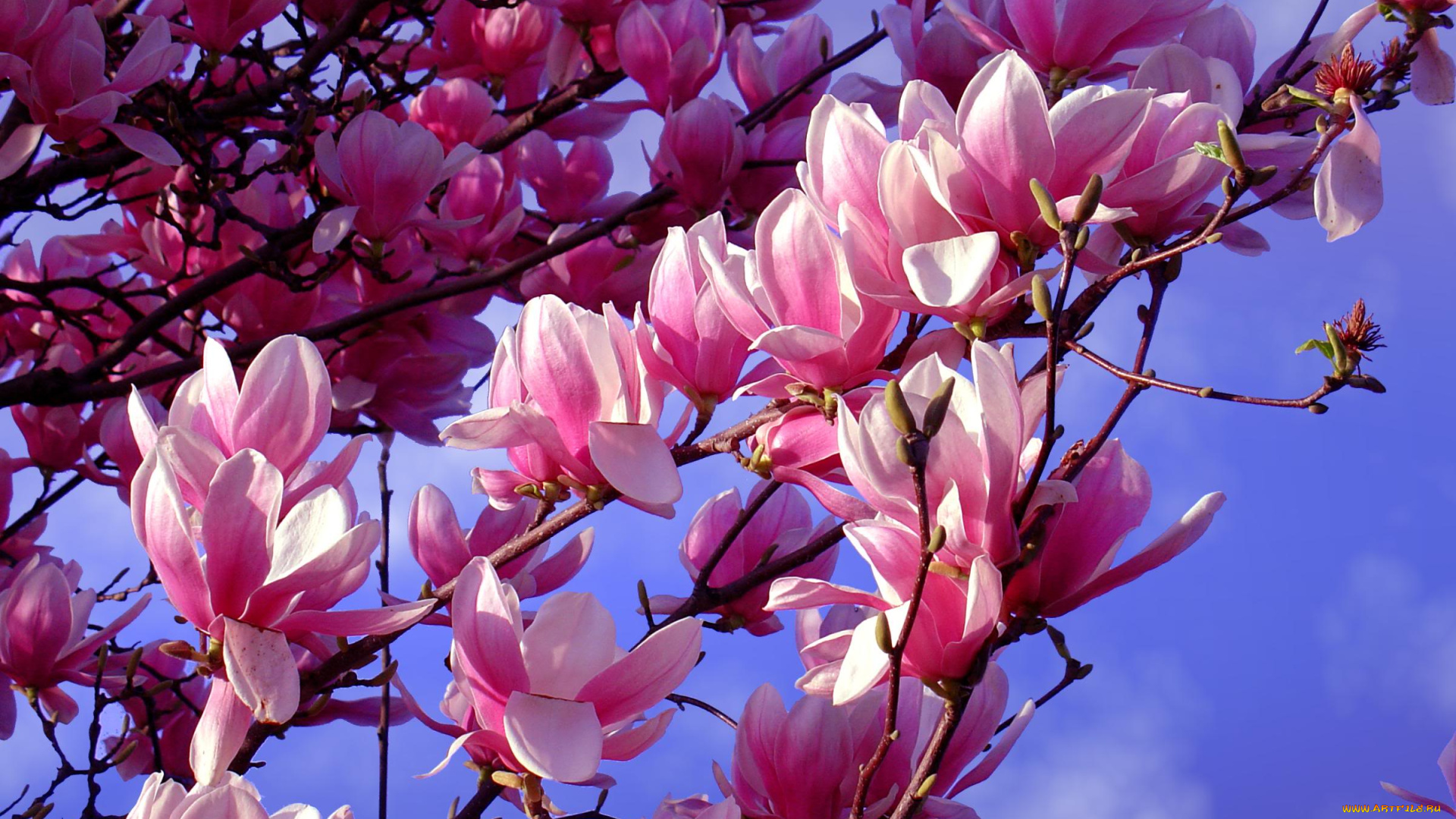 цветы, магнолии, сакура, вишня, дерево, цветение, весна