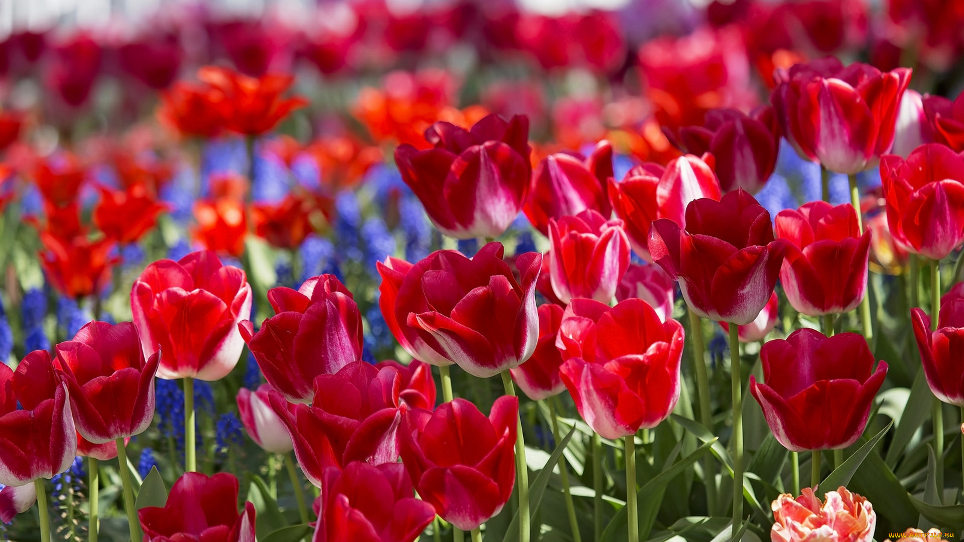 цветы, тюльпаны, весна, бутоны