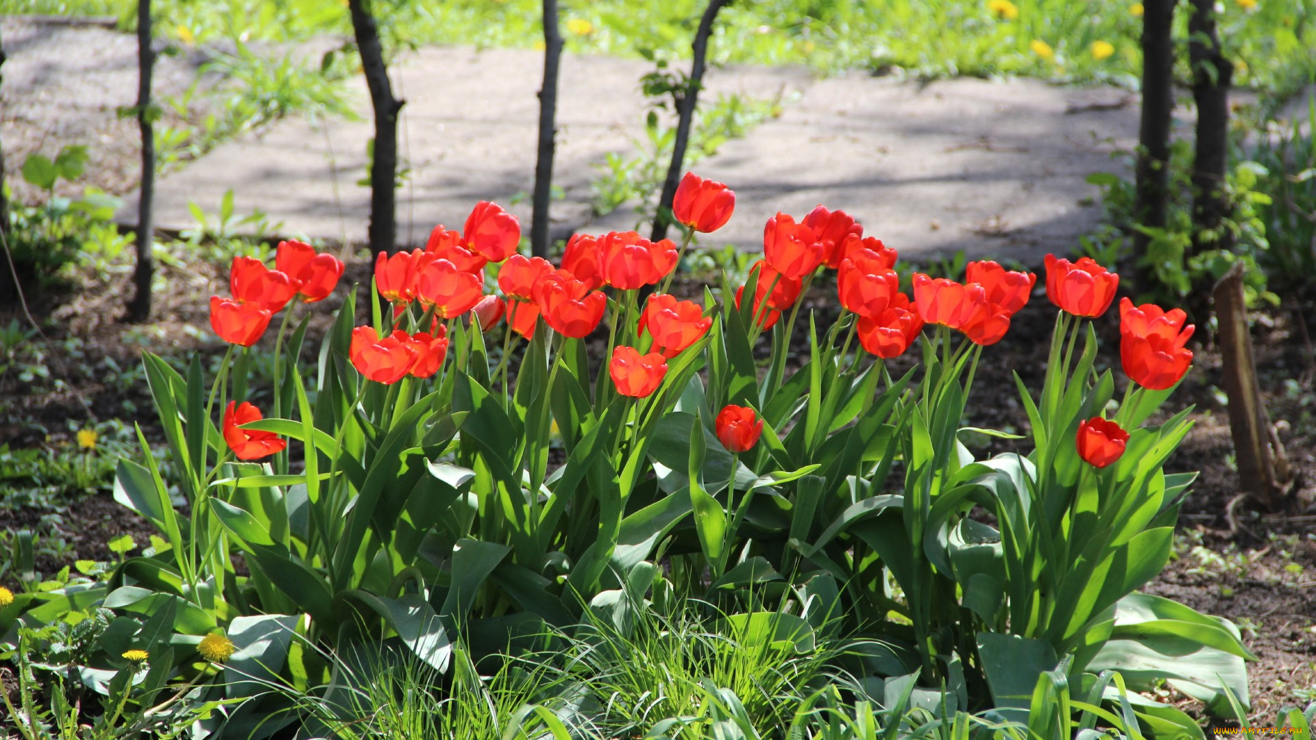 цветы, тюльпаны, весна, красные