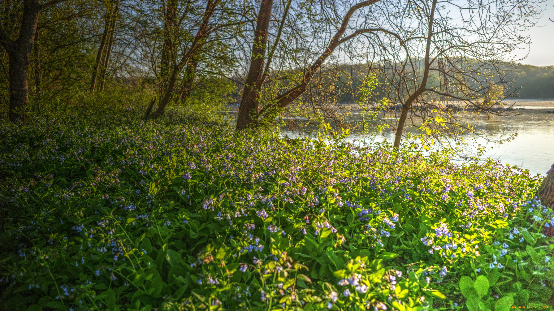 природа, луга, лес, река