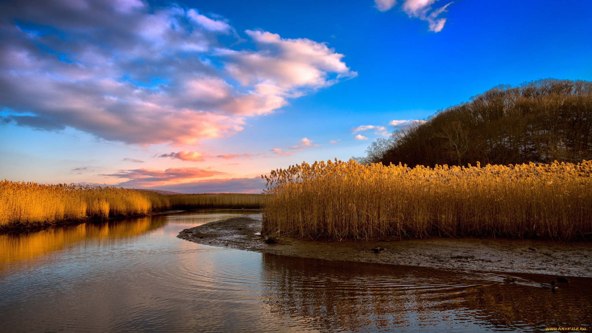 природа, реки, озера, камыш, река
