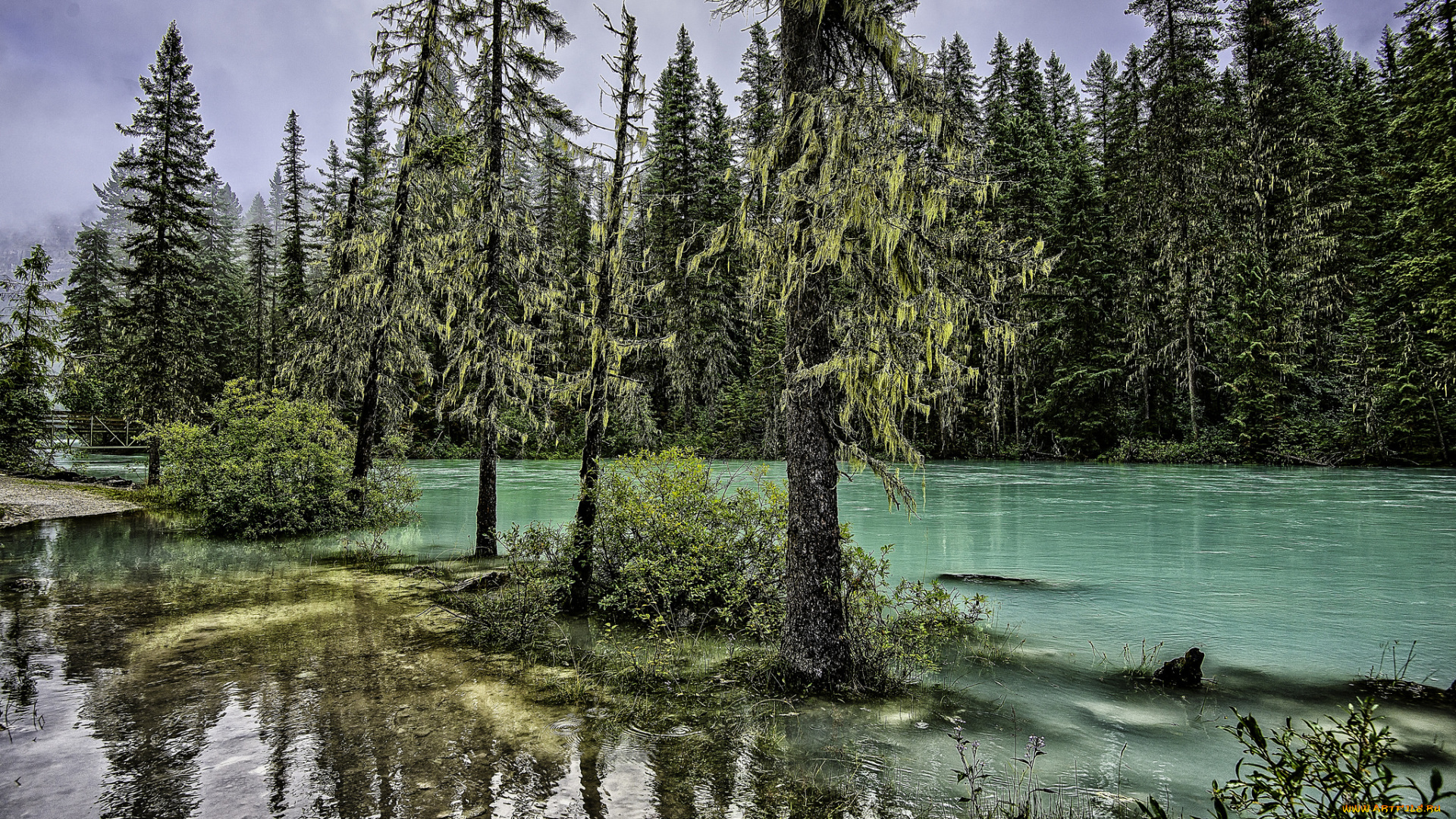 природа, реки, озера, лес, река