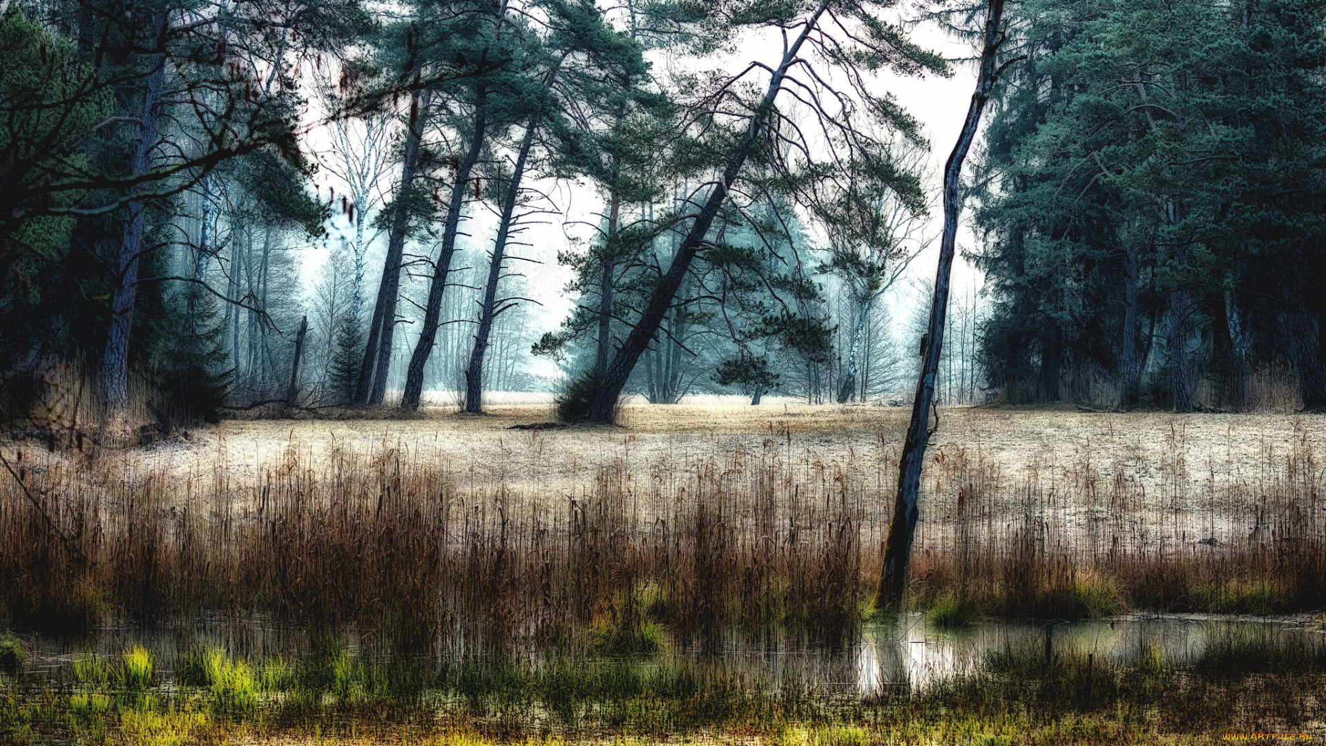 природа, реки, озера, река, лес