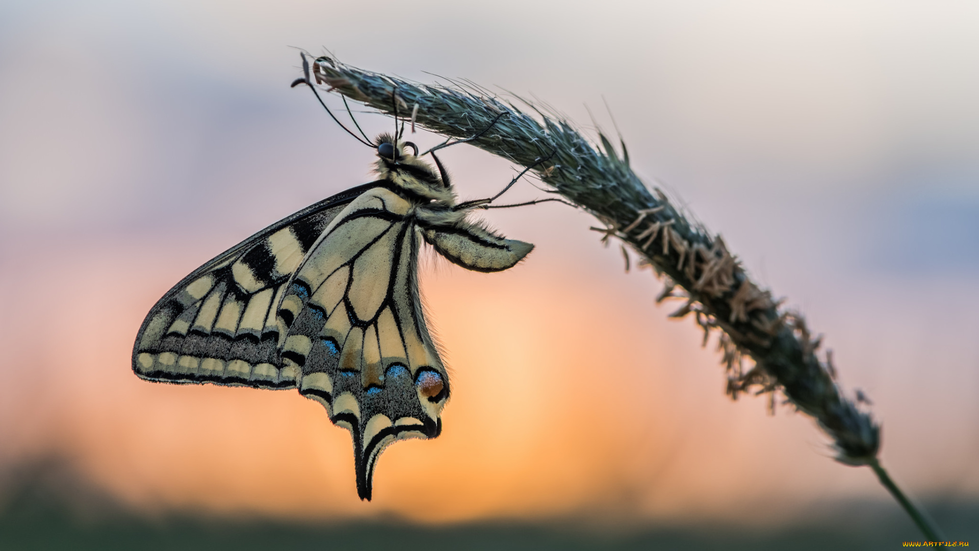 животные, бабочки, , мотыльки, , моли, бабочка