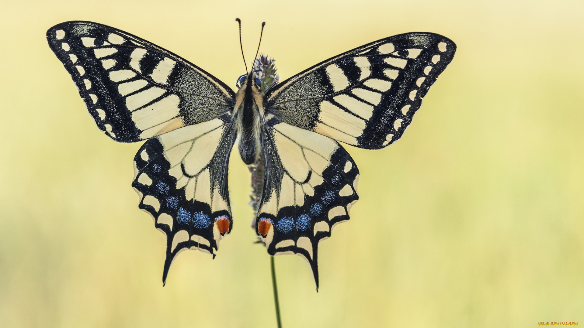 животные, бабочки, , мотыльки, , моли, бабочка