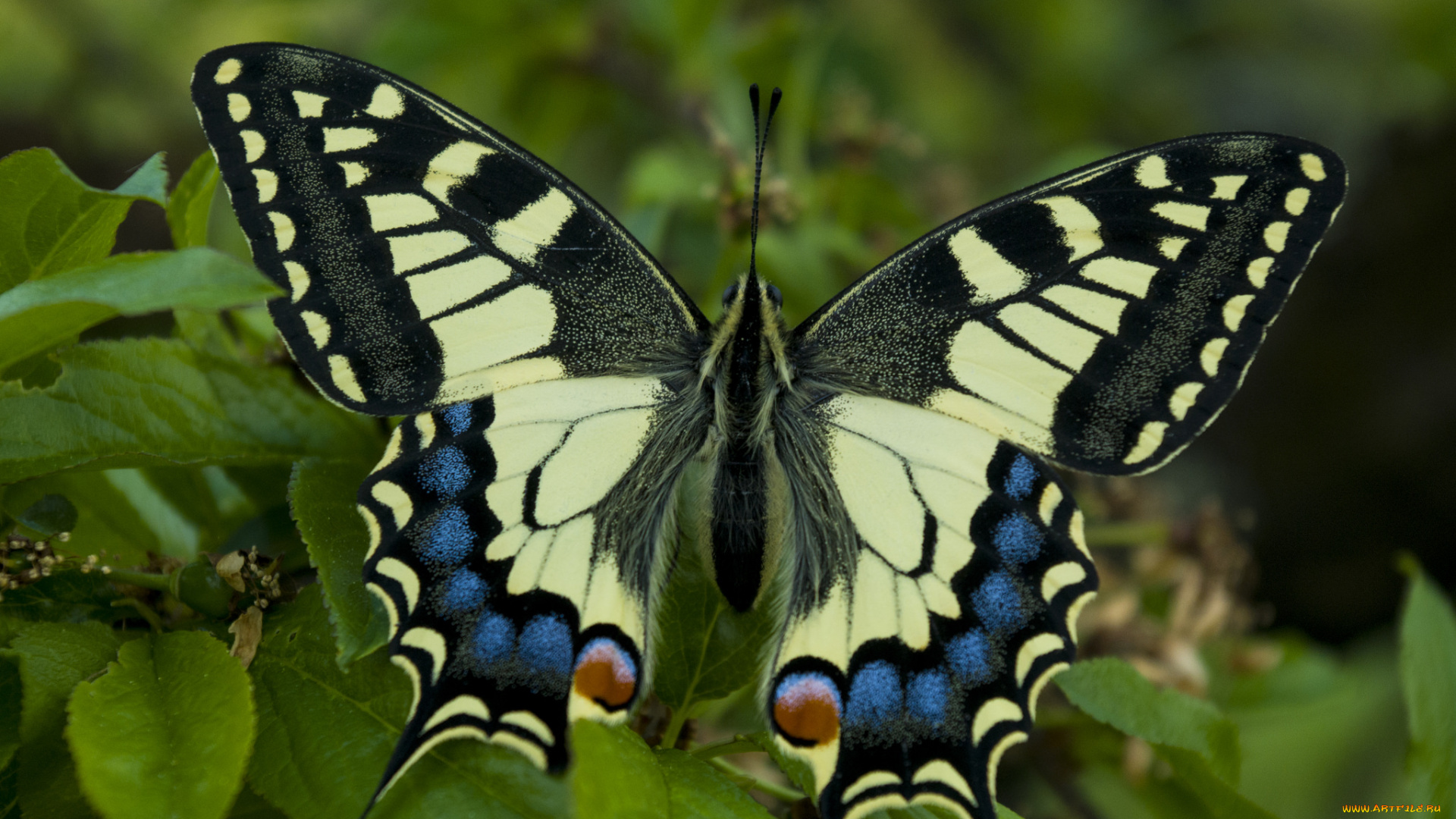 животные, бабочки, , мотыльки, , моли, бабочка