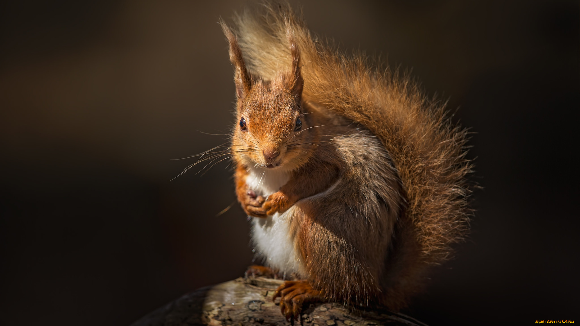 животные, белки, белка