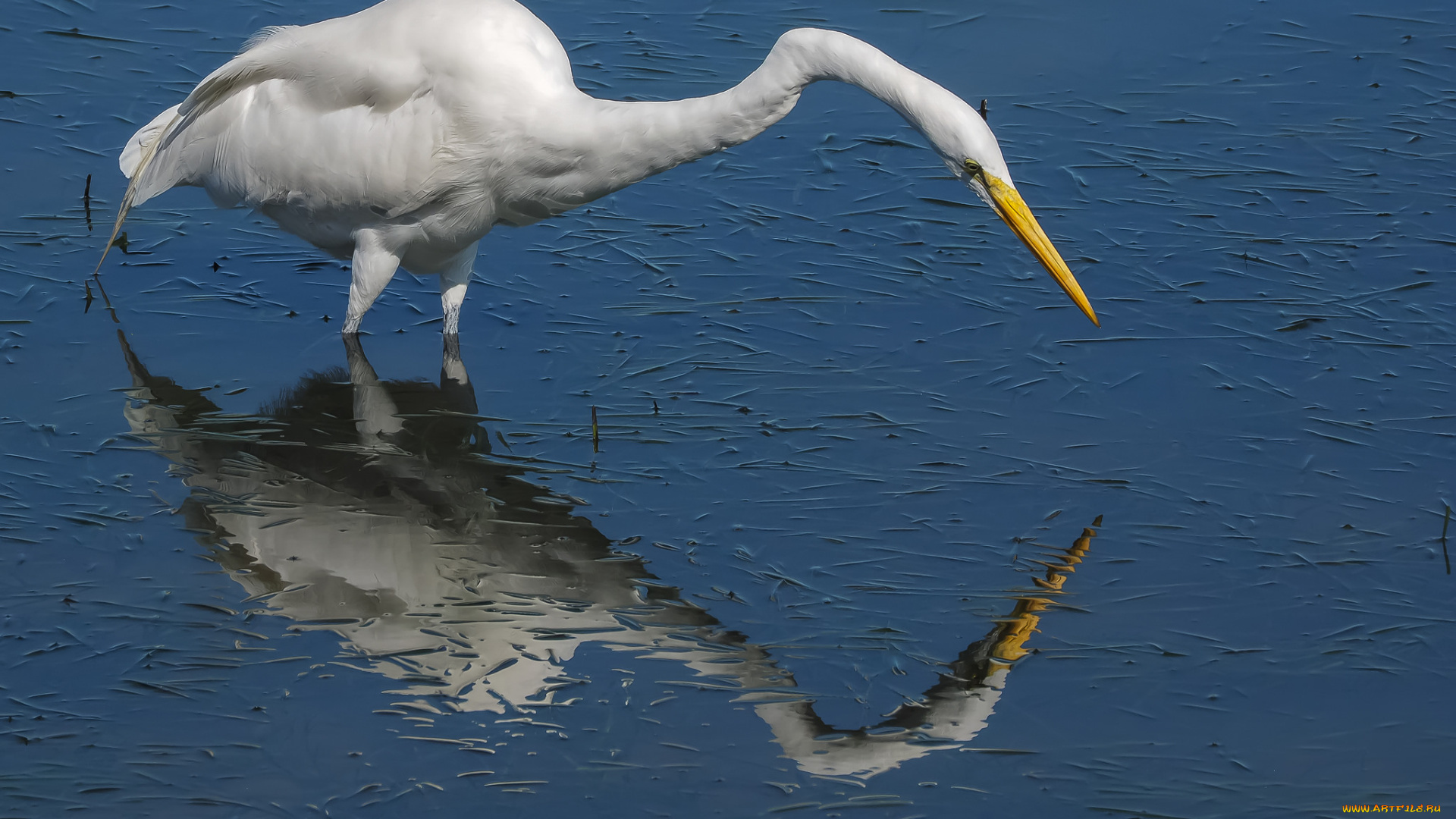 животные, цапли, , выпи, цапля