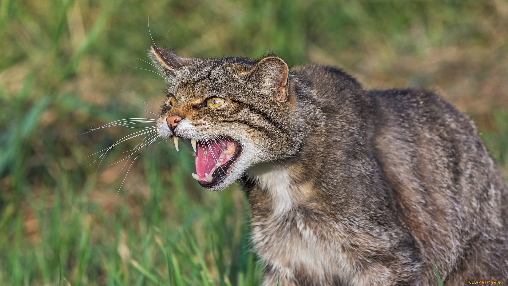 животные, дикие, кошки, кот, дикий