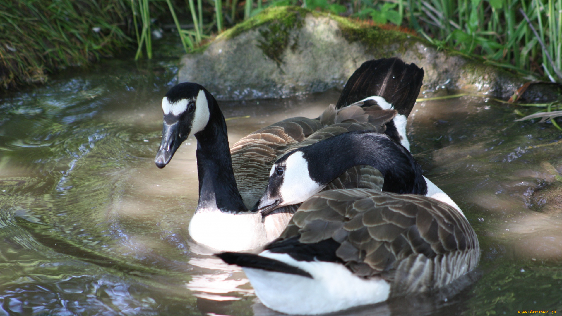 животные, гуси, дикие, река, трава, камень, пара