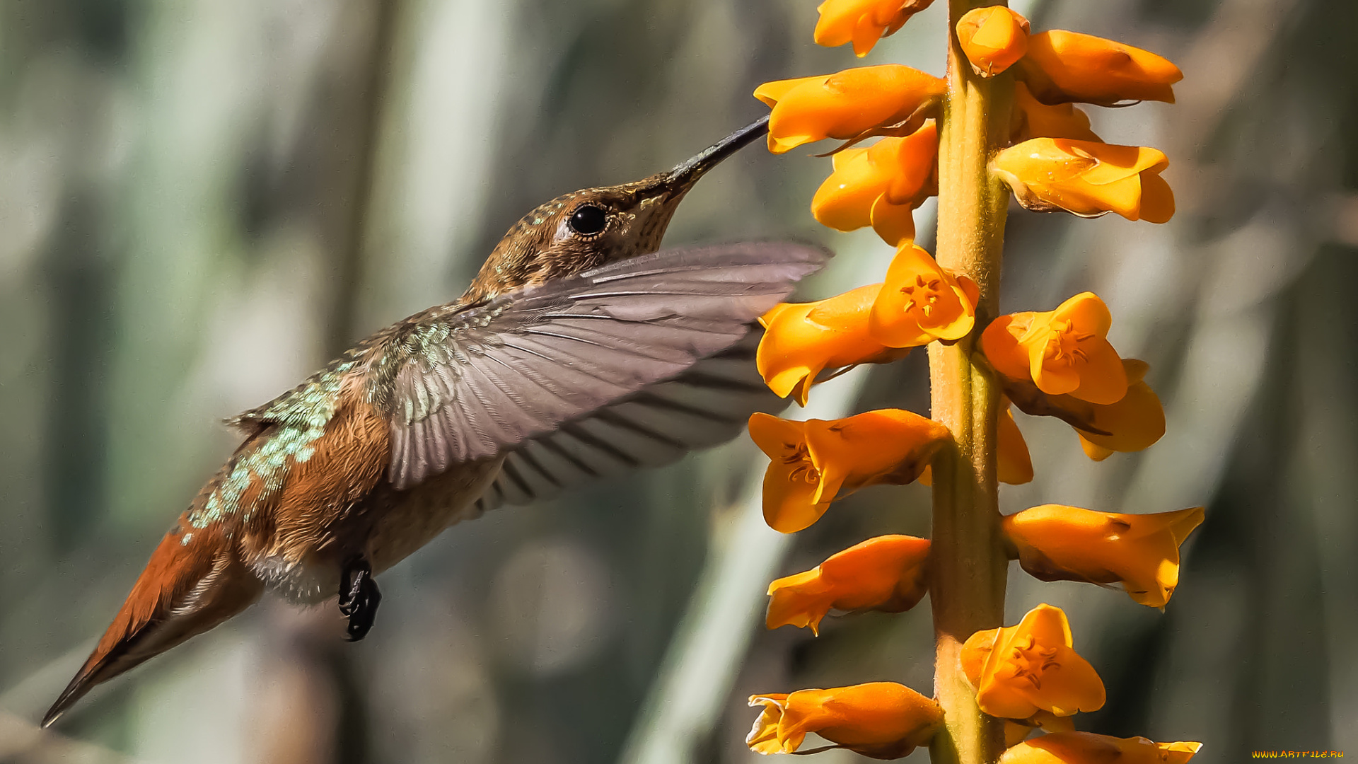 животные, колибри, птичка