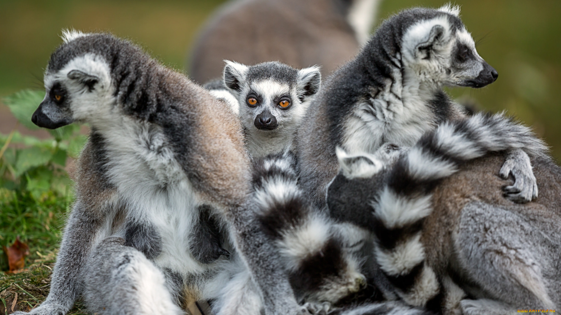 животные, лемуры, лемур