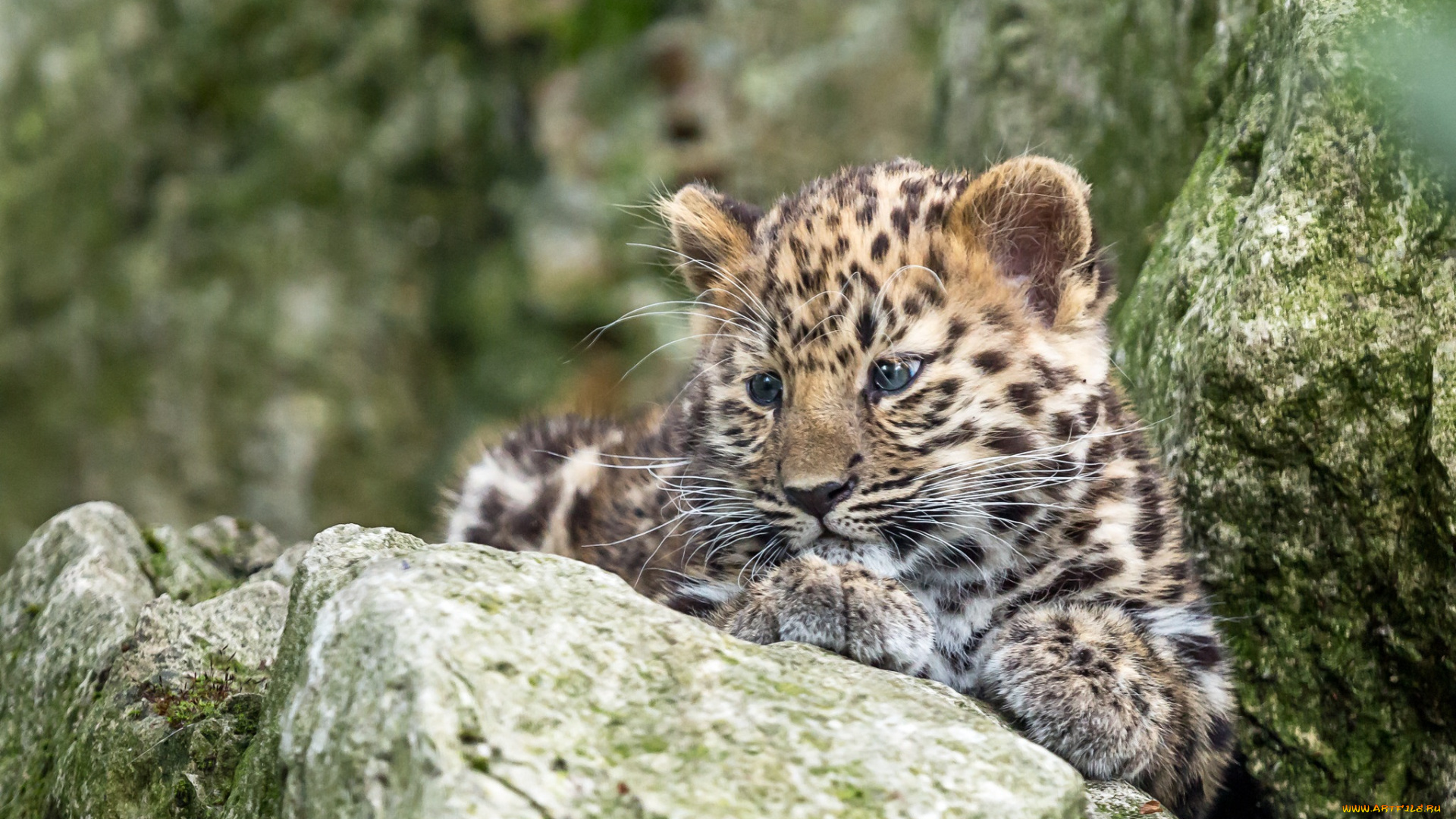животные, леопарды, котенок