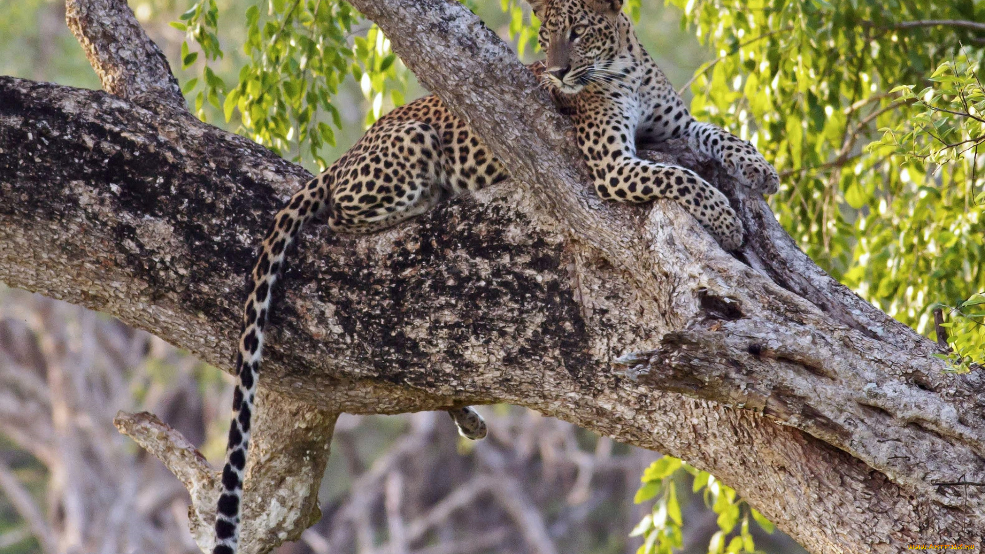 животные, леопарды, леопард