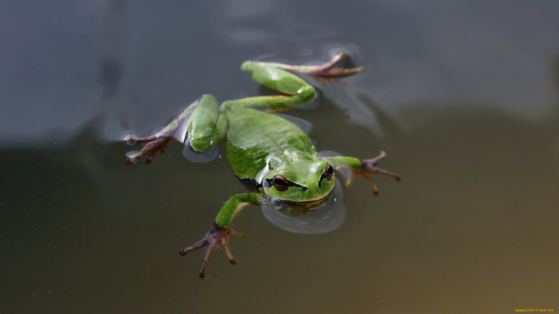 животные, лягушки, зеленая, пузыри, лягушка, вода