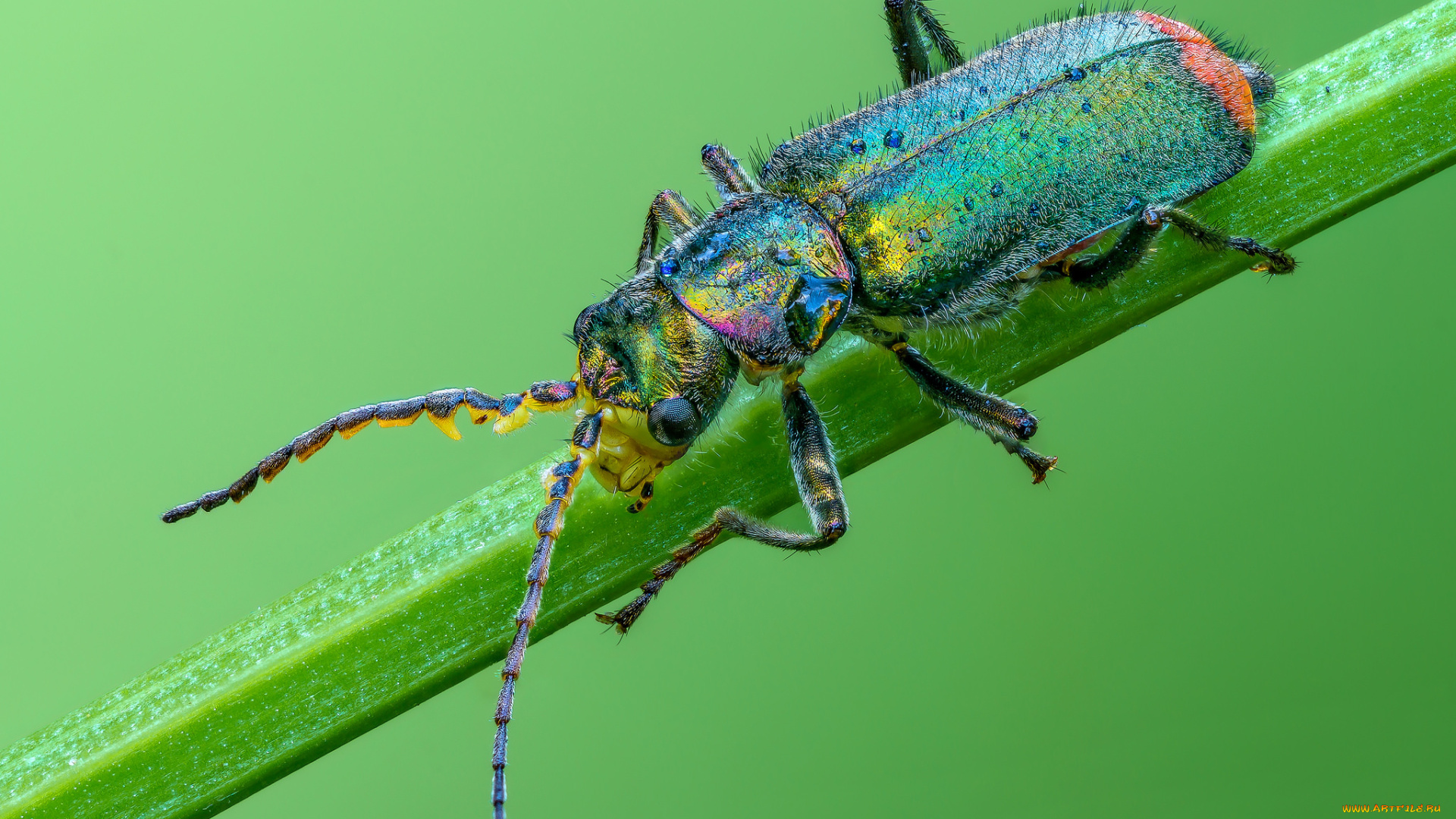 животные, насекомые, жучок