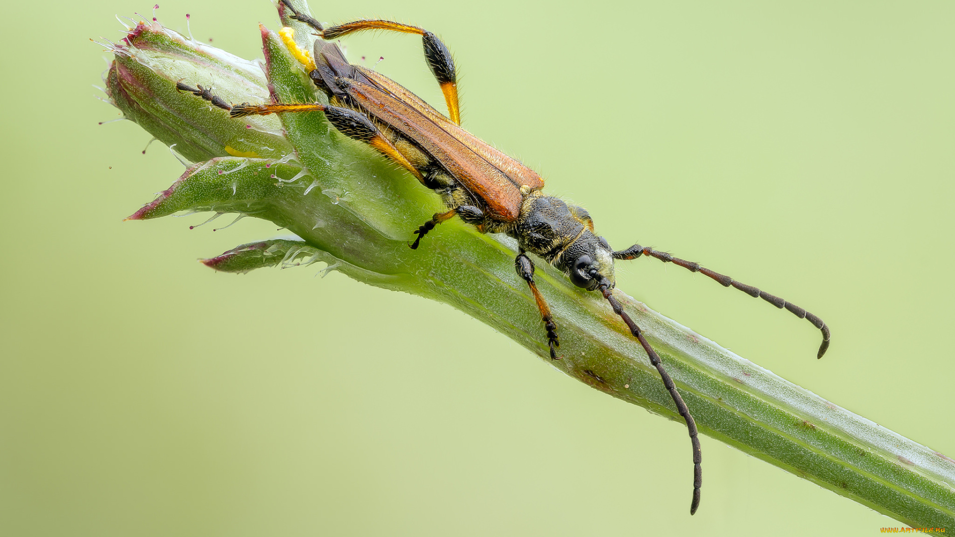 животные, насекомые, жучок