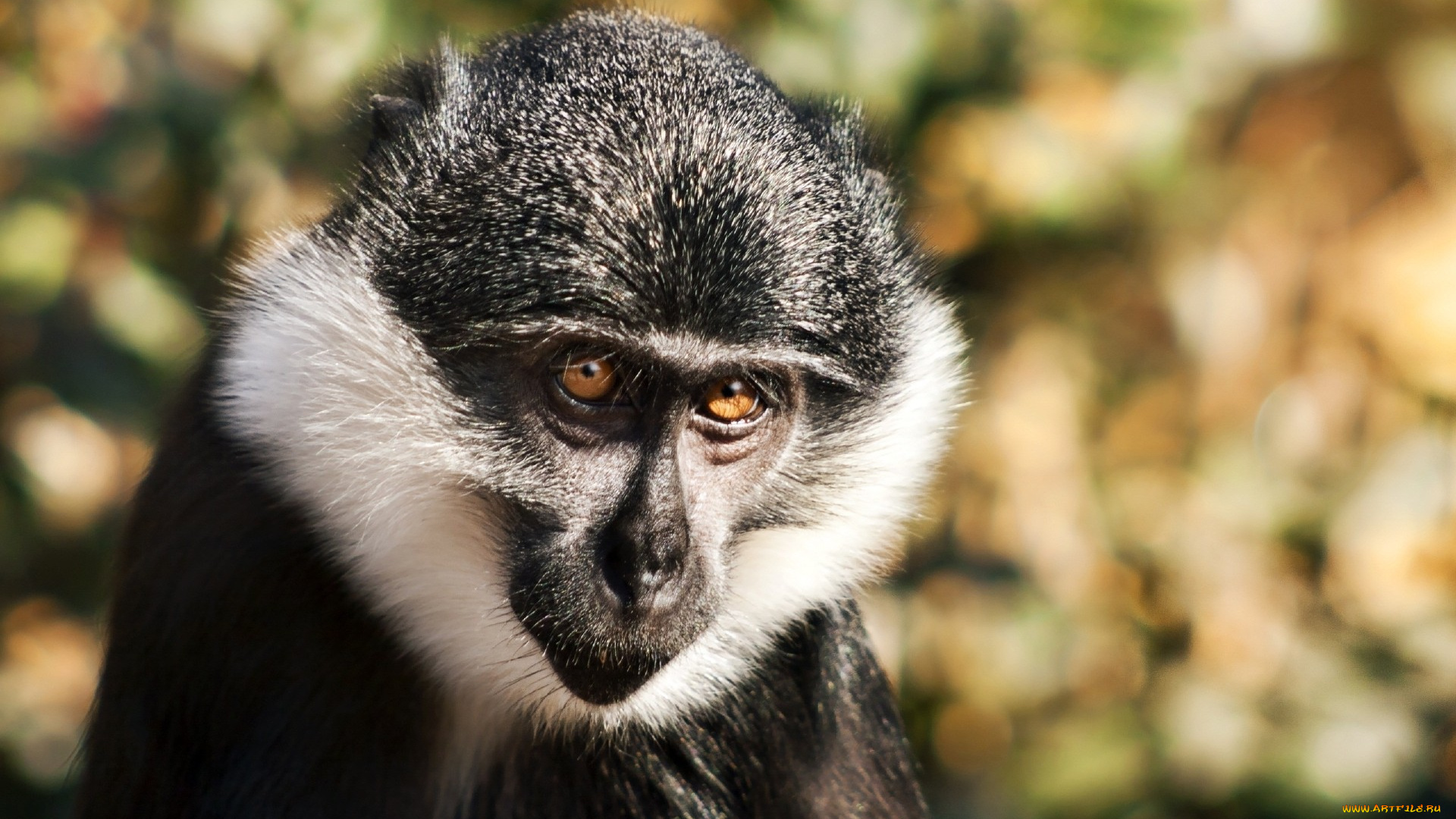 животные, обезьяны, обезьяна, мартышка, взгляд