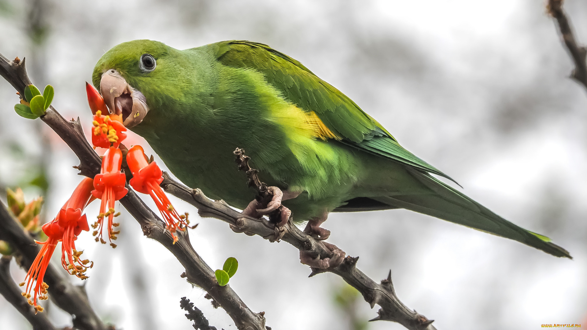 животные, попугаи, попугай