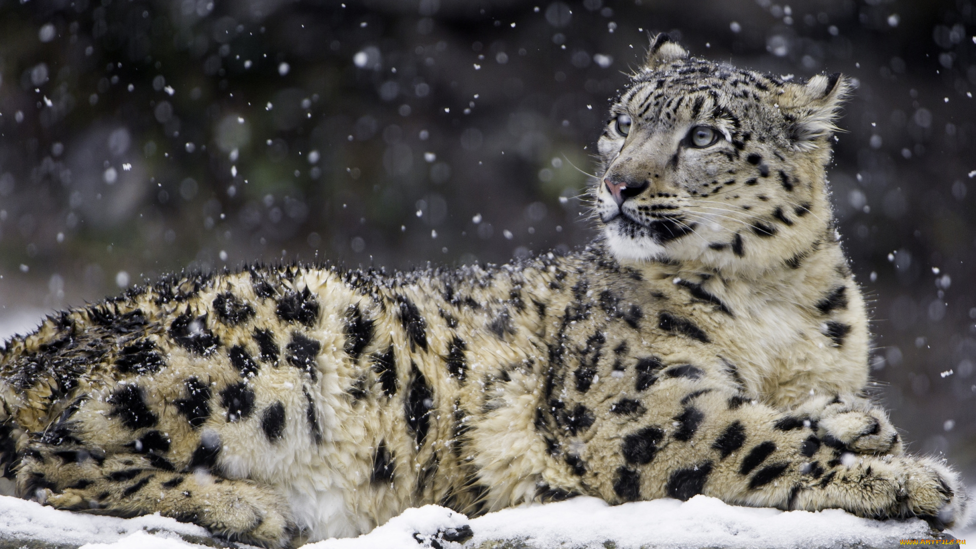 животные, снежный, барс, , ирбис, снежный, барс, хищник, красавец, снег